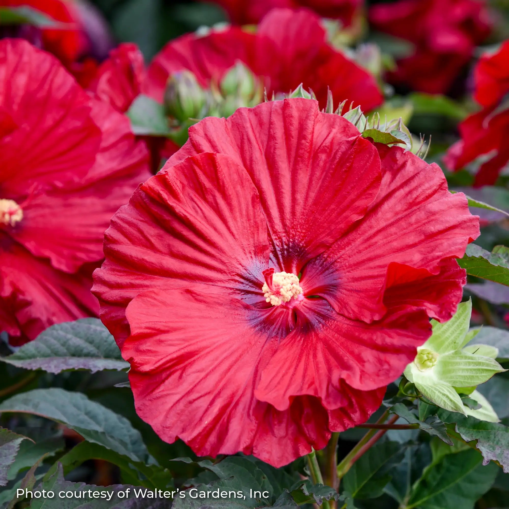 Close-up of Red Perennial Hibiscus 