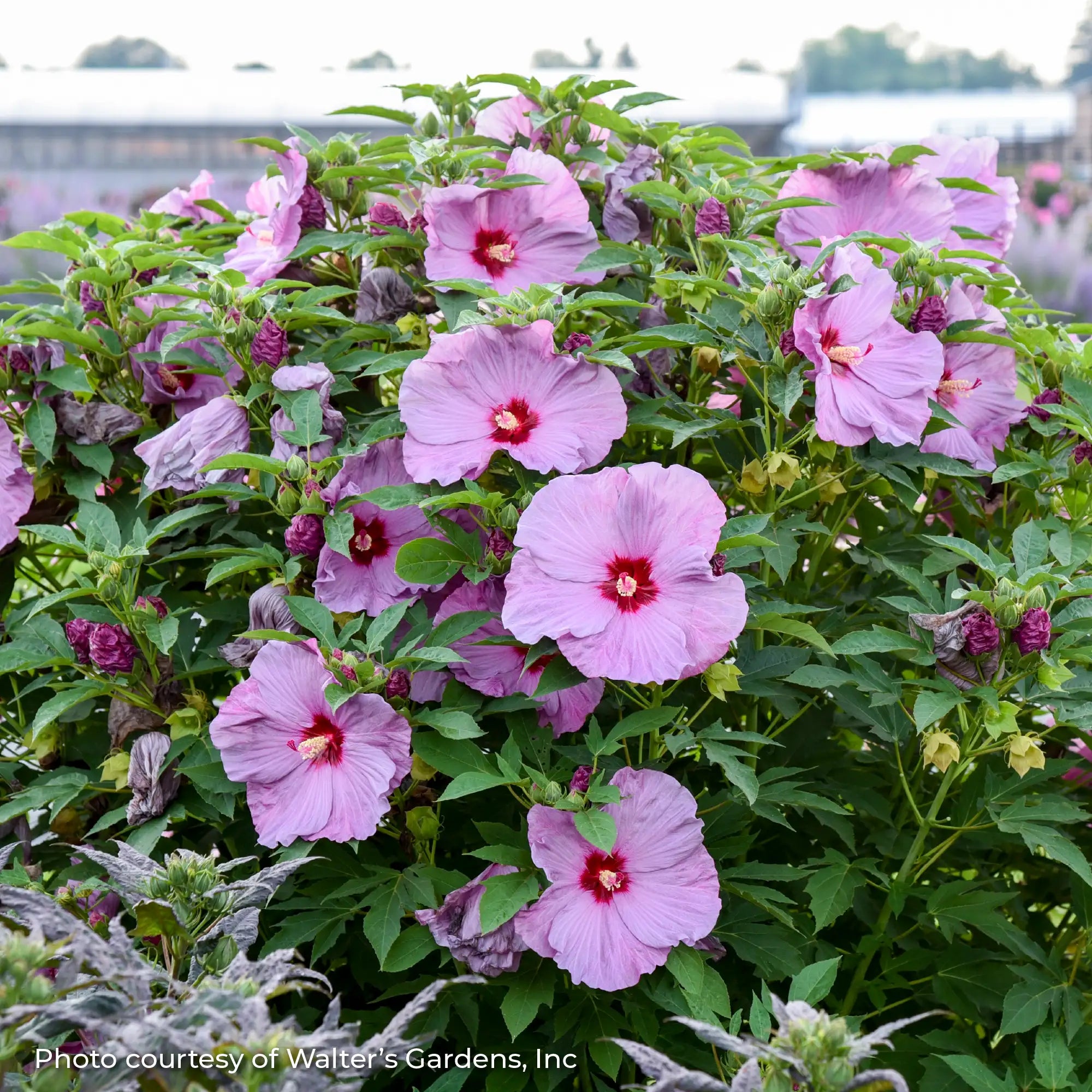 Light Purple Perennial Hibiscus with a Hot Pink center. 