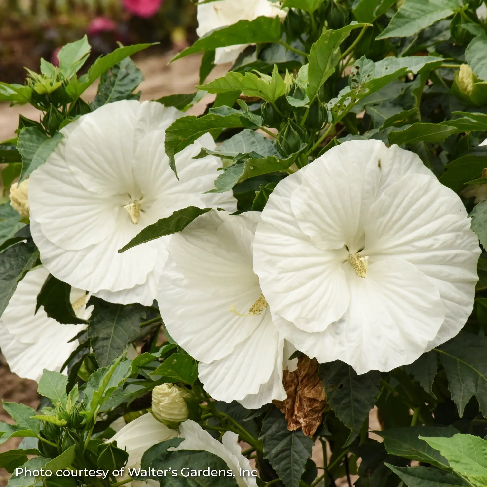 Close-up of a White Perennial Hibiscus 