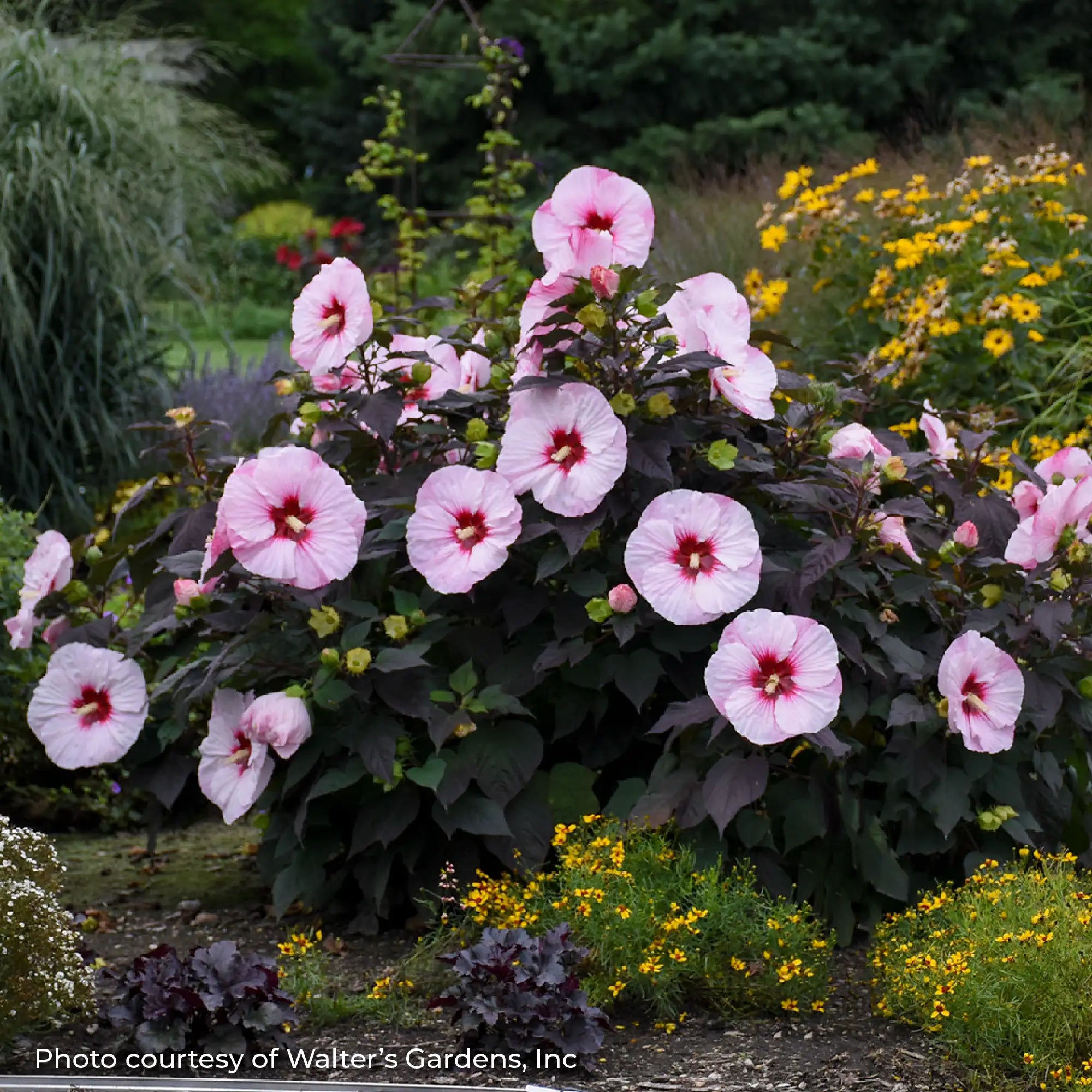 Light Pink Perennial Hibiscus with Dark Leaves in a garden.