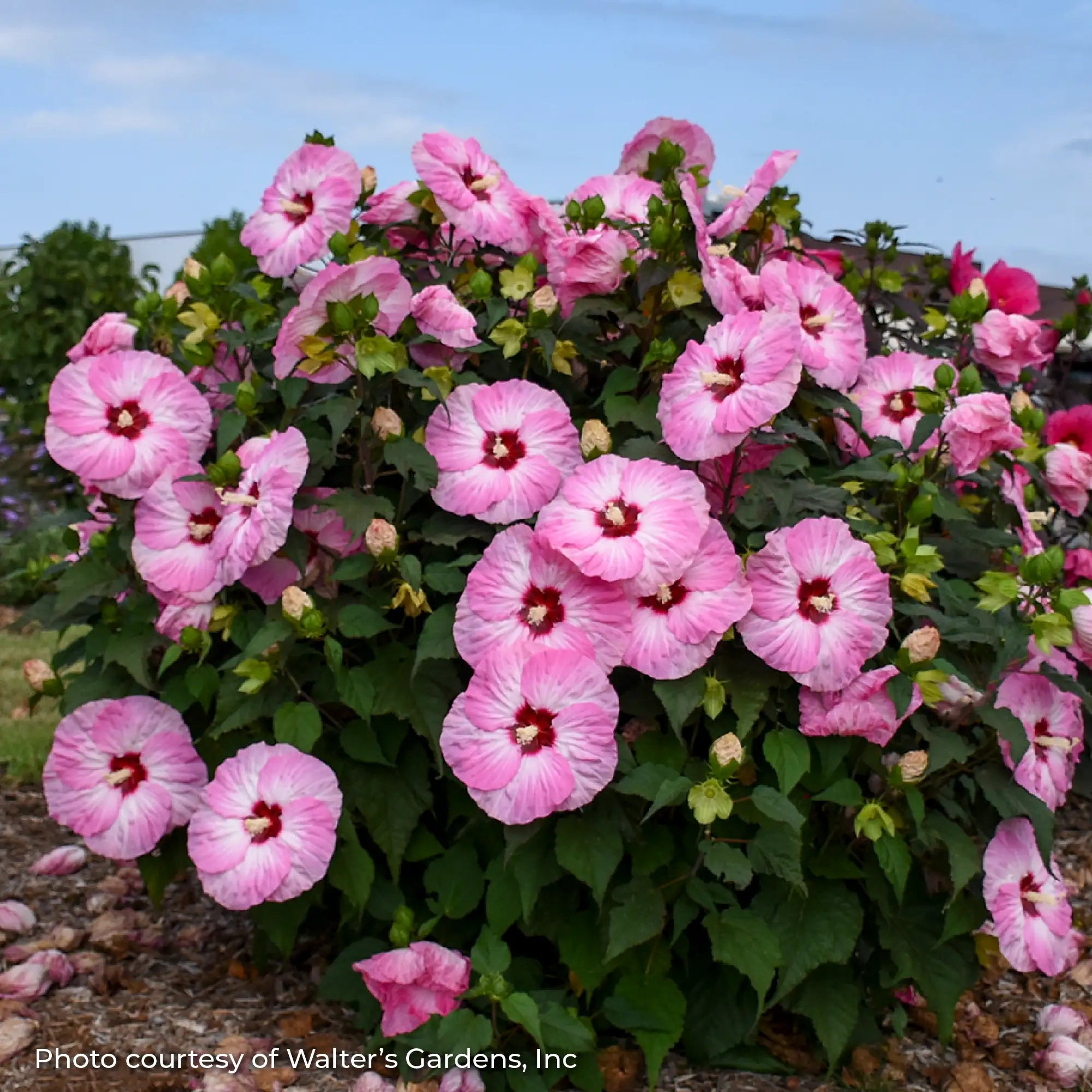 Light Pink Perennial Hibiscus in a garden. 