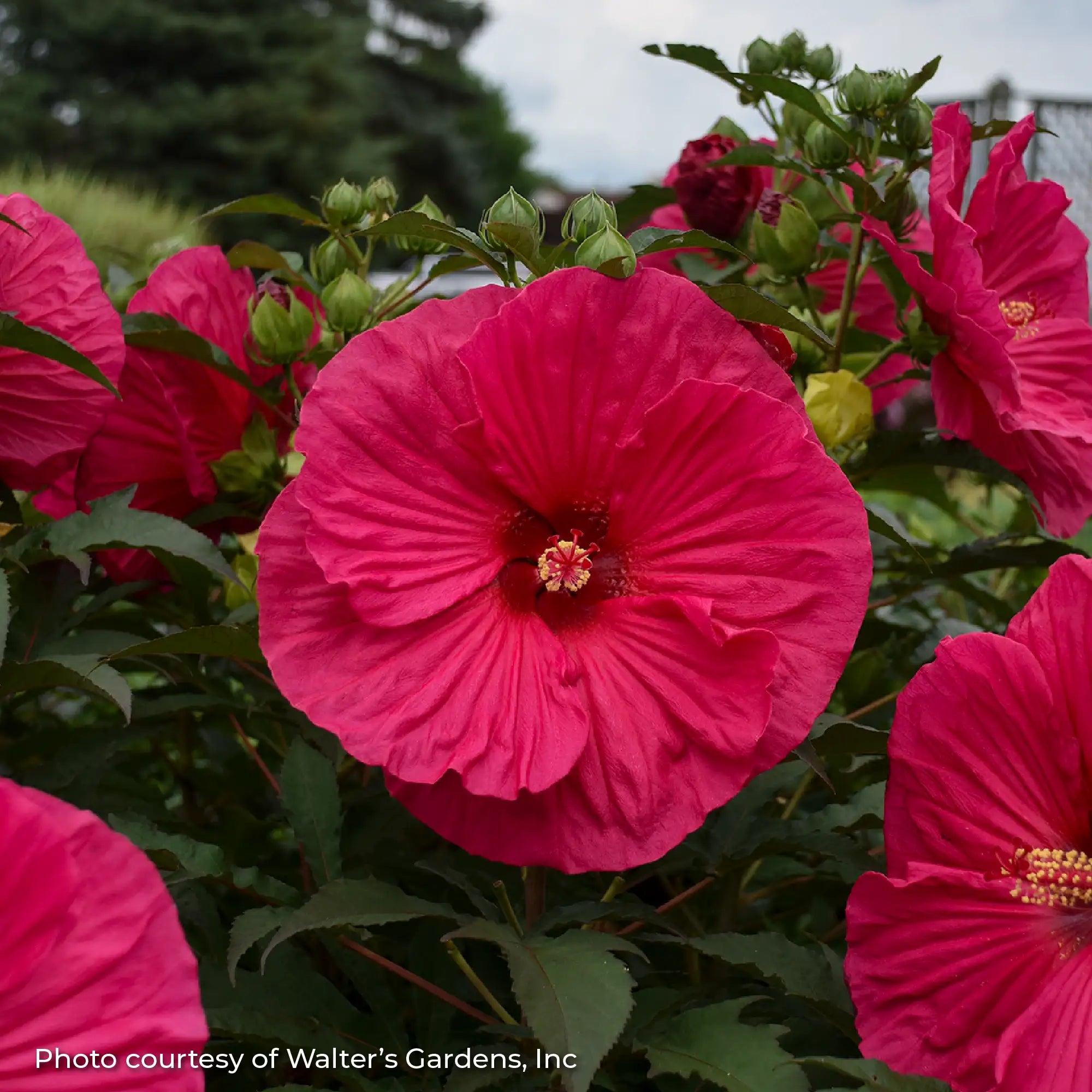 Close-up of a Vibrant Hot Pink Perennial Hibiscus 