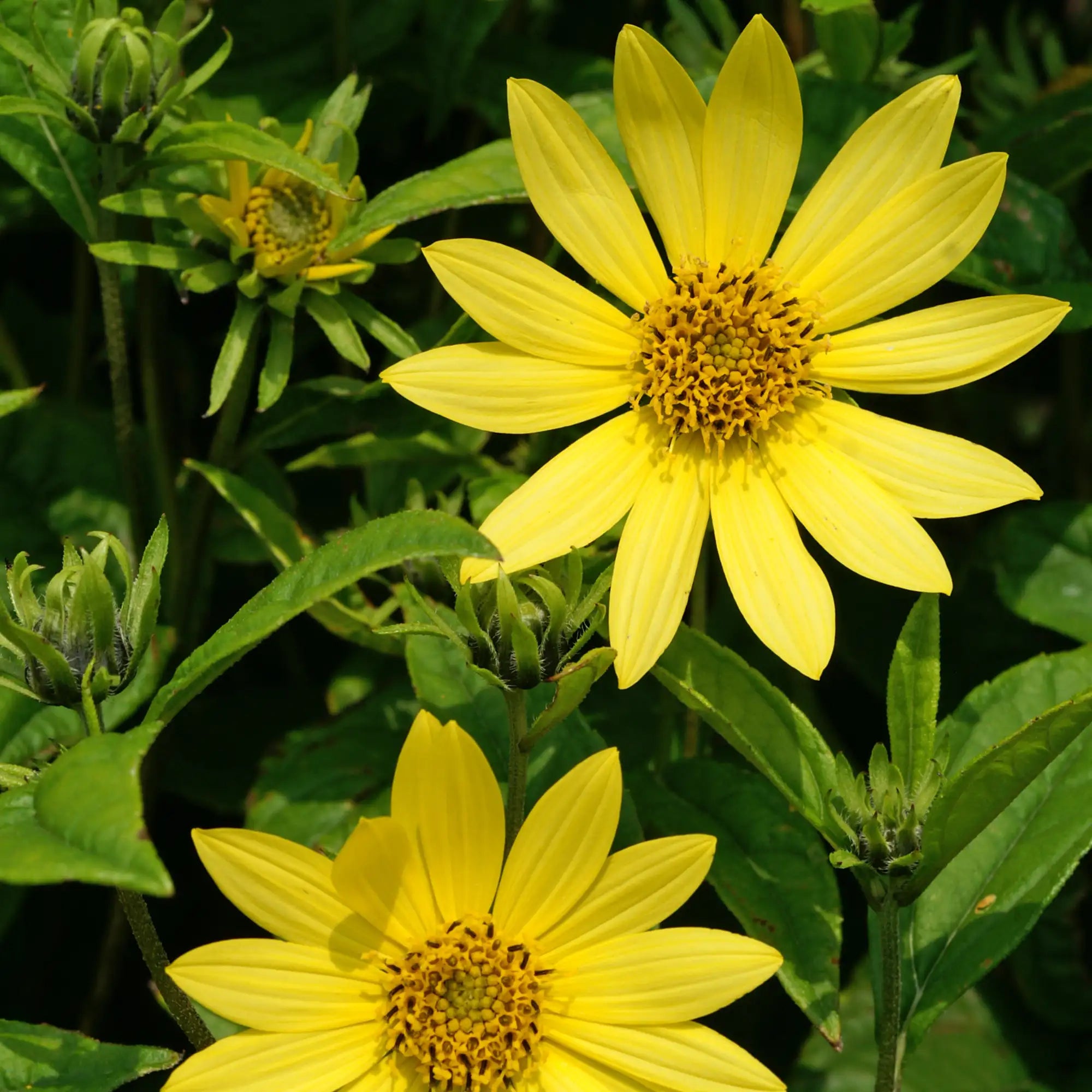 Perennial Sunflower 'Lemon Queen'