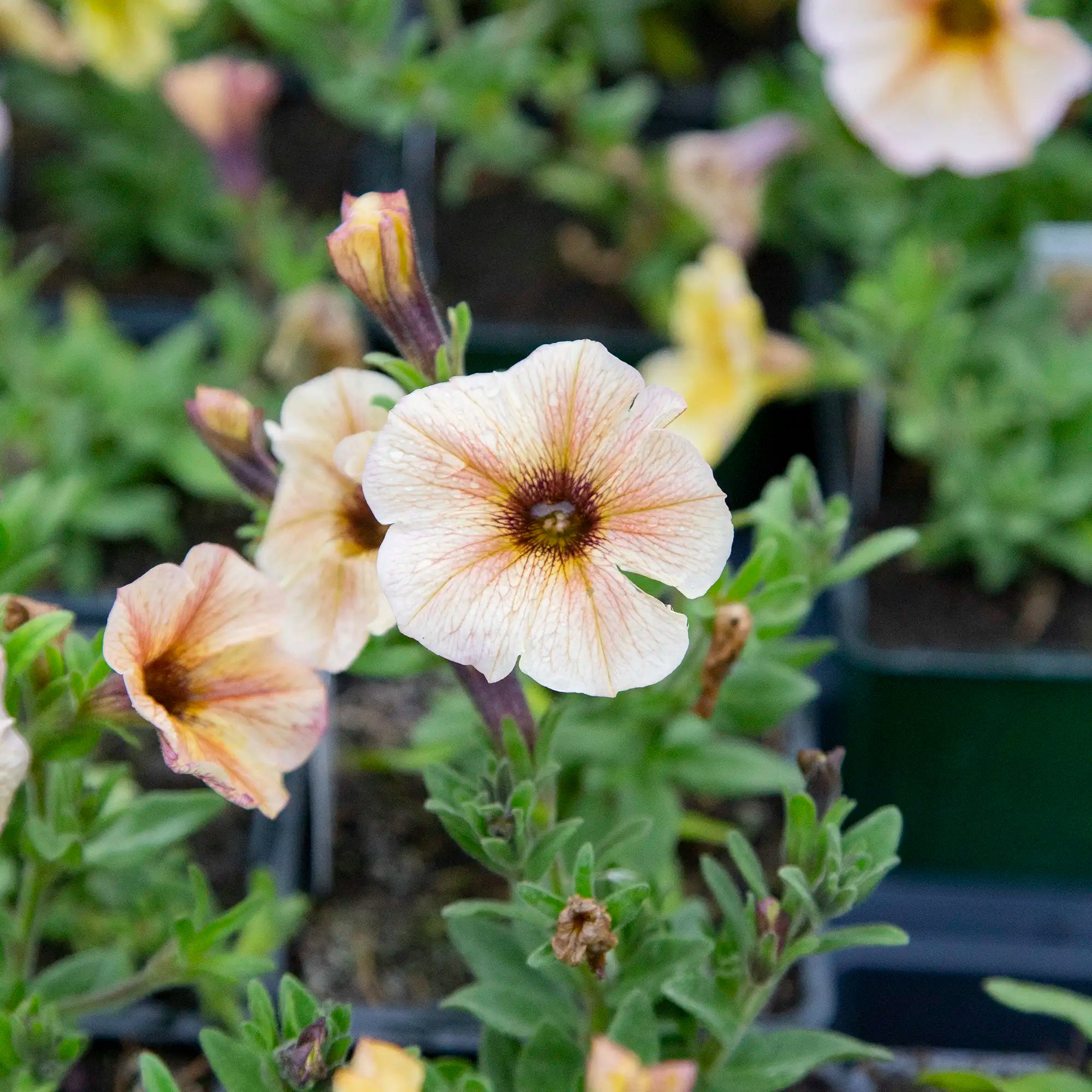 Petchoa 'SuperCal® Premium French Vanilla'