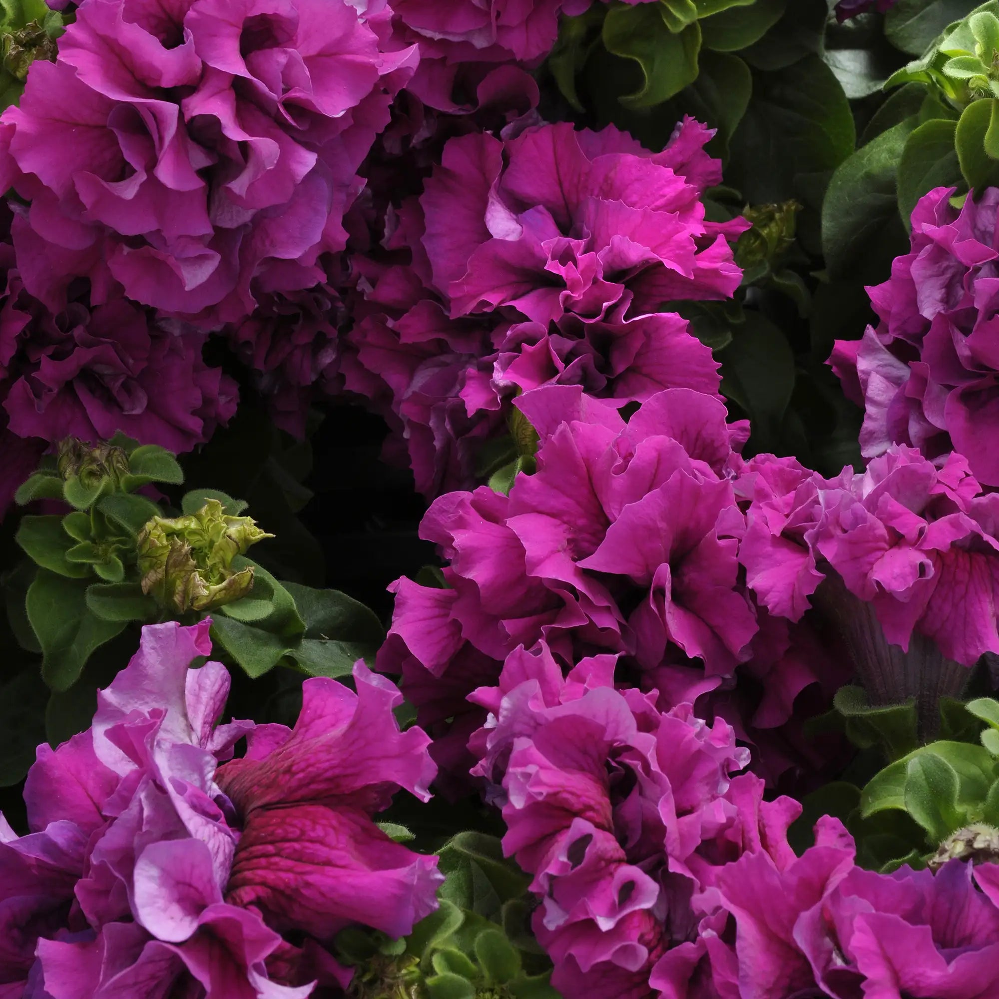 Petunia 'Double Cascade Burgundy'