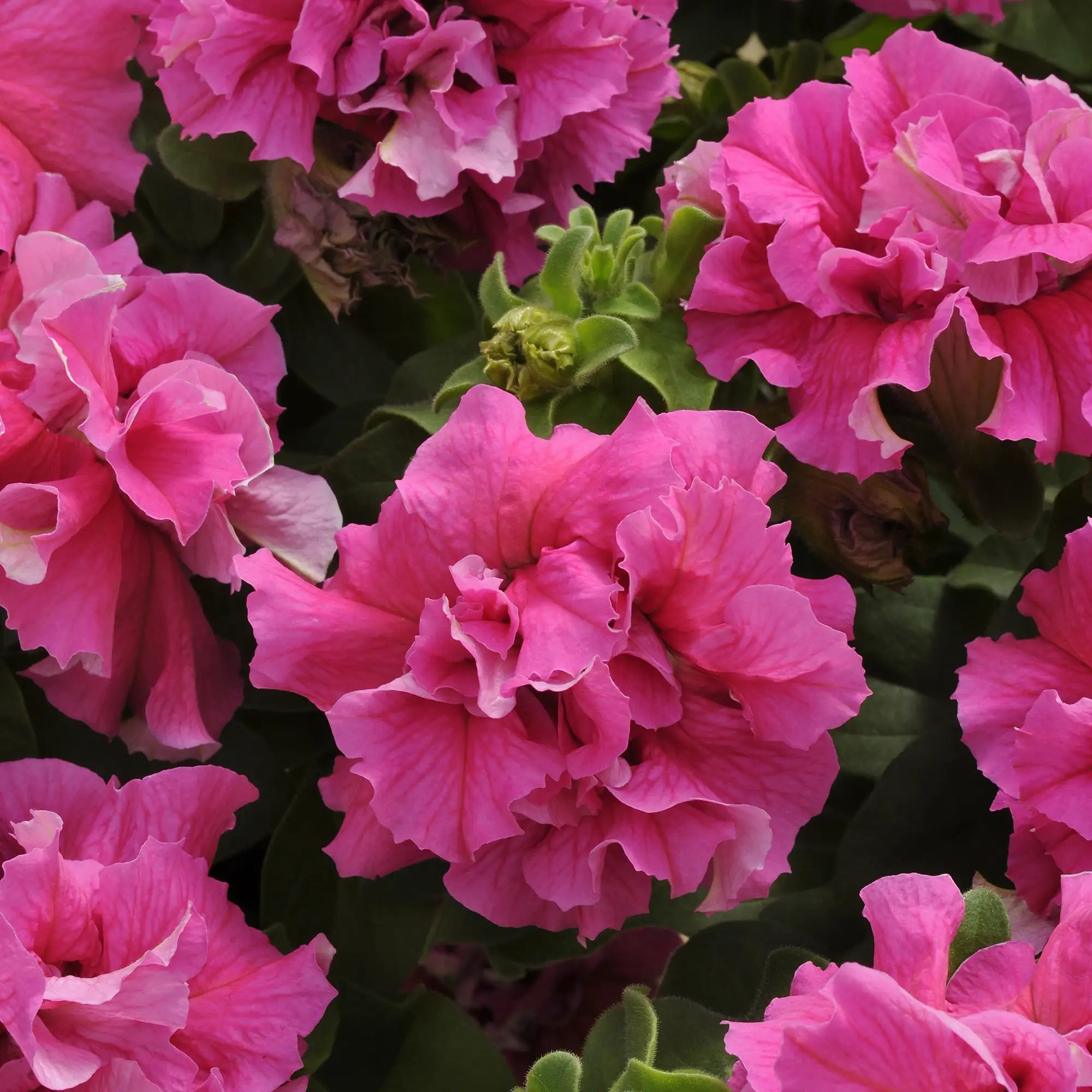 Petunia 'Double Cascade Pink'