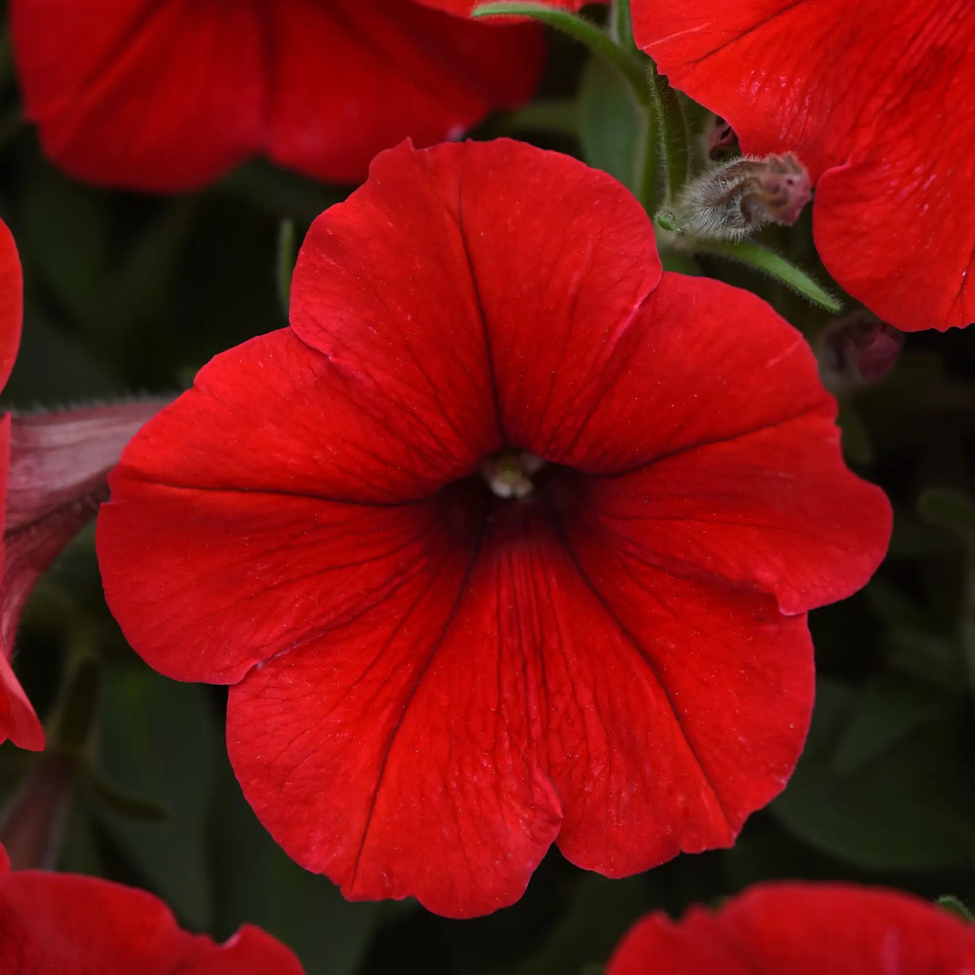 Petunia 'E3 Easy Wave® Red'
