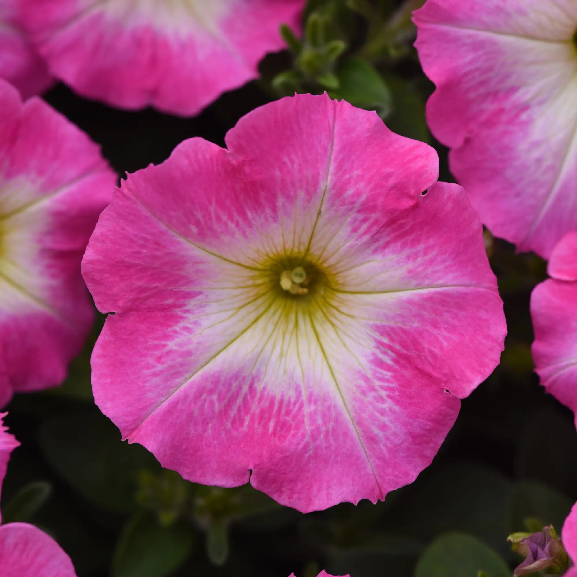 Petunia 'E3 Easy Wave® Rose Morn'