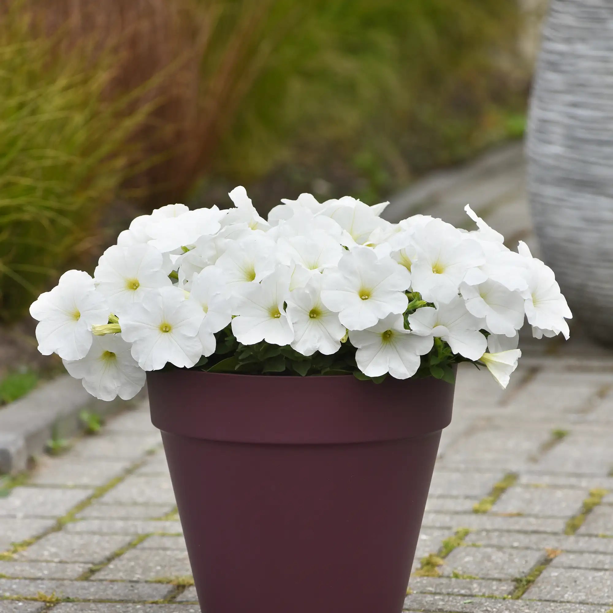 Petunia 'E3 Easy Wave® White'