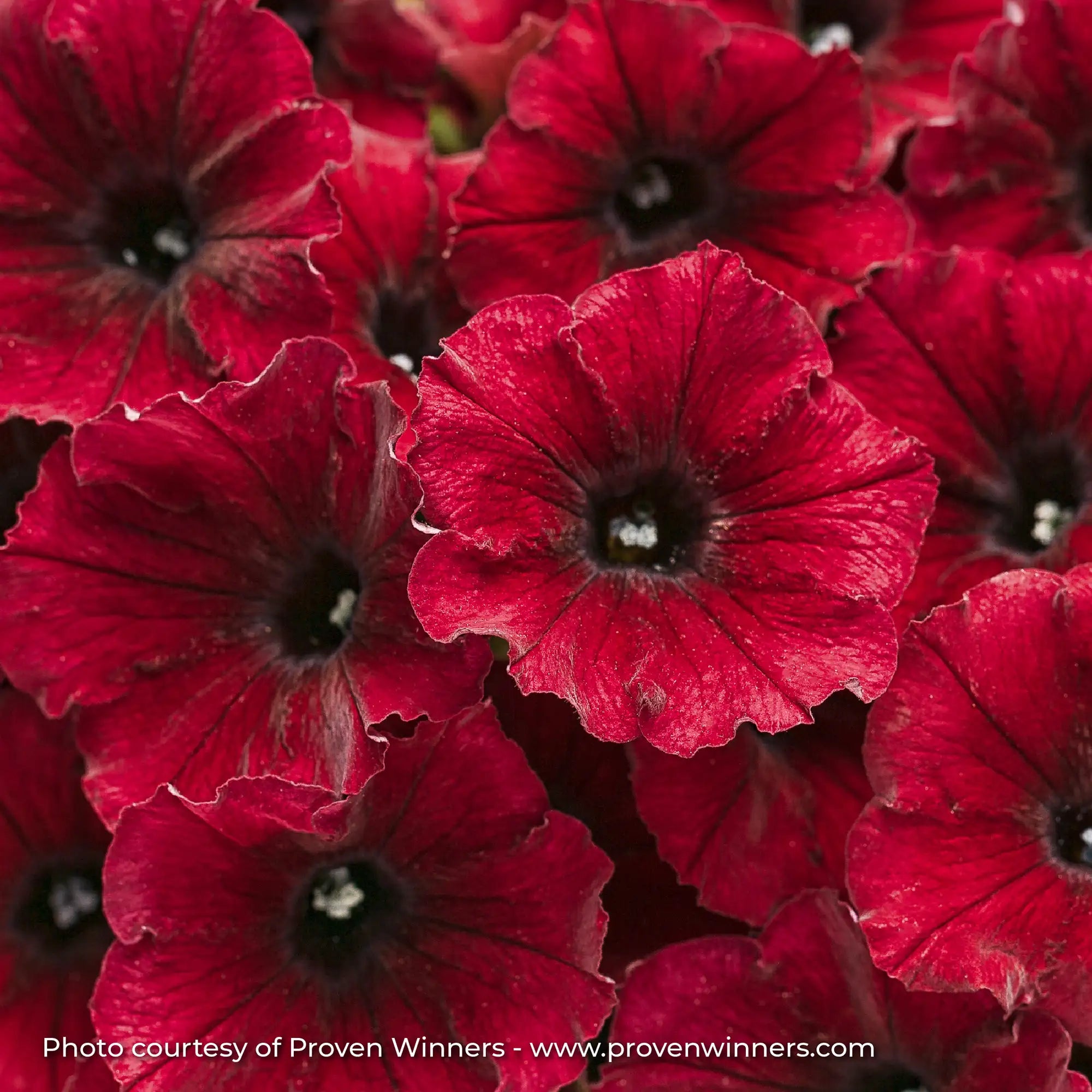 Petunia 'Supertunia® Black Cherry®'