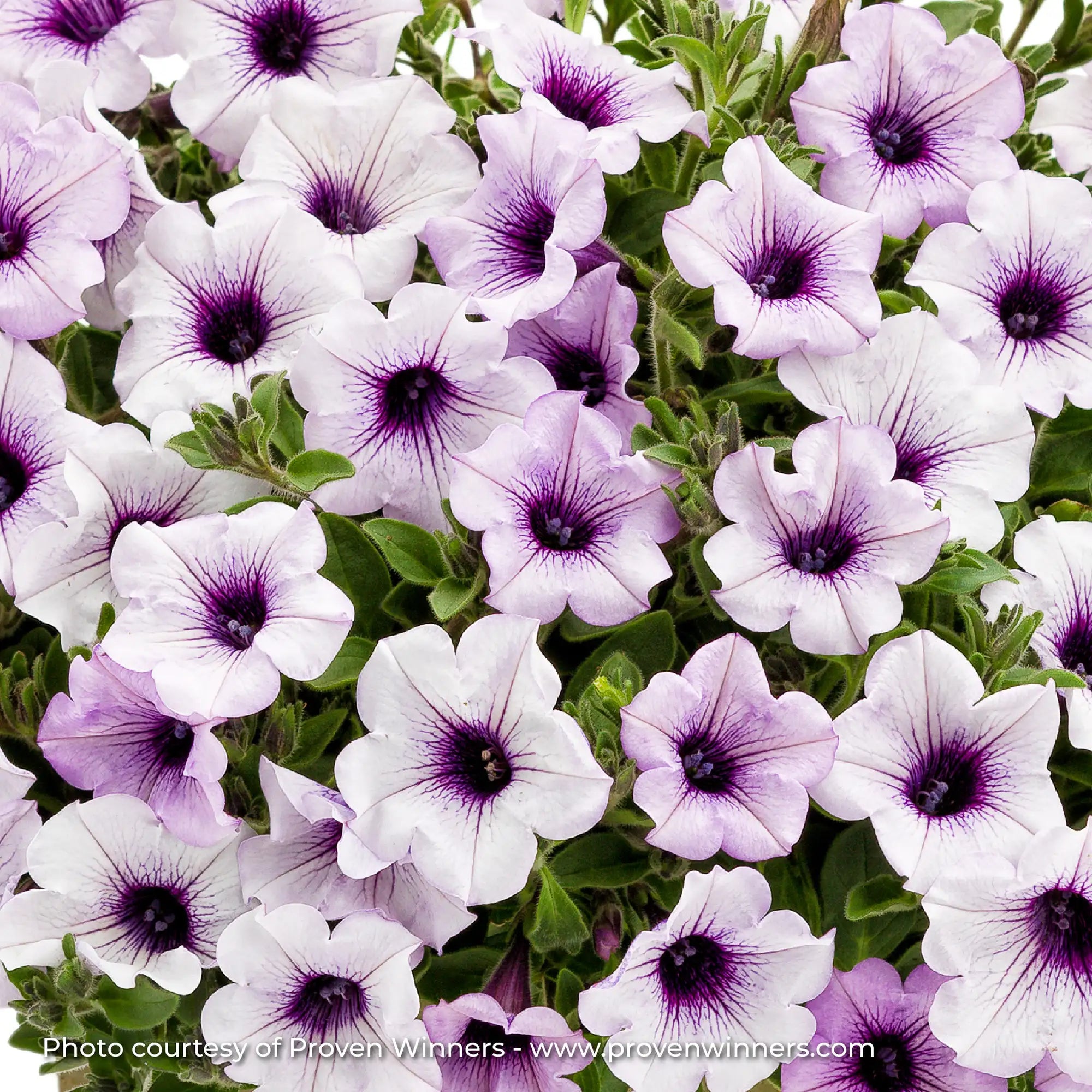 Petunia 'Supertunia® Blue Veined'