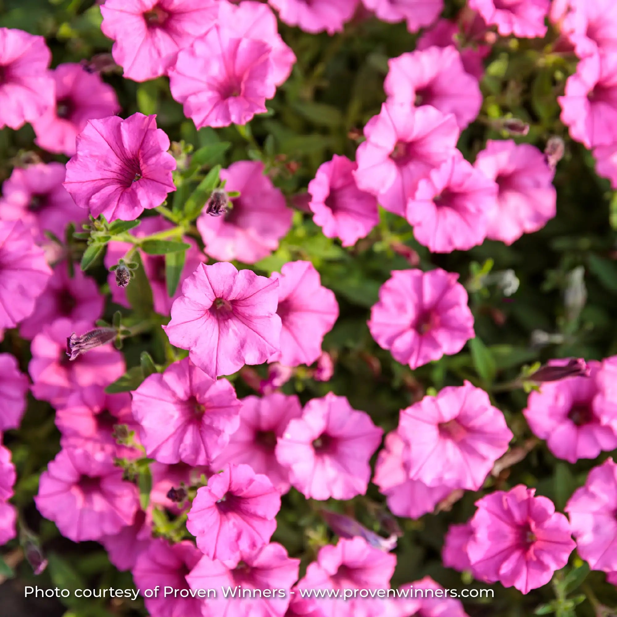 Petunia 'Supertunia Mini Vista® Hot Pink'