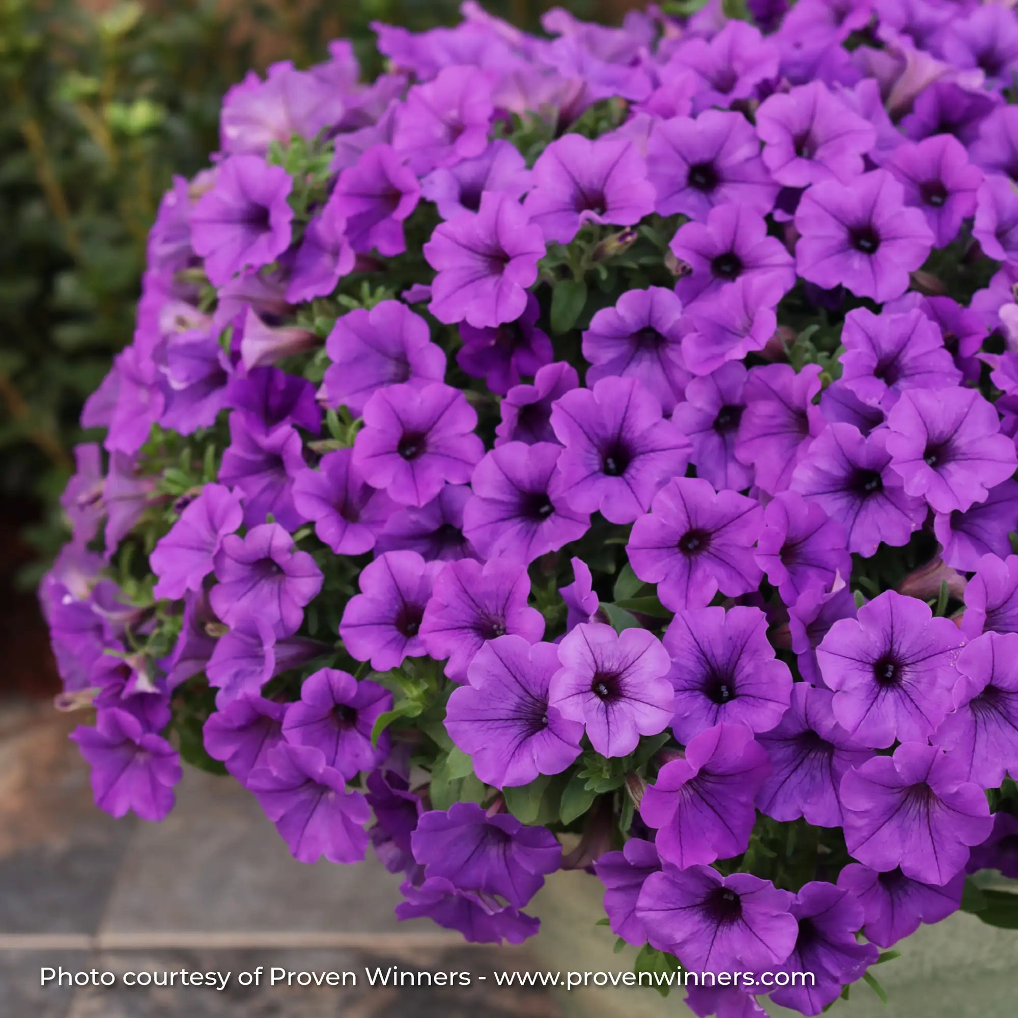 Petunia 'Supertunia Mini Vista® Indigo'