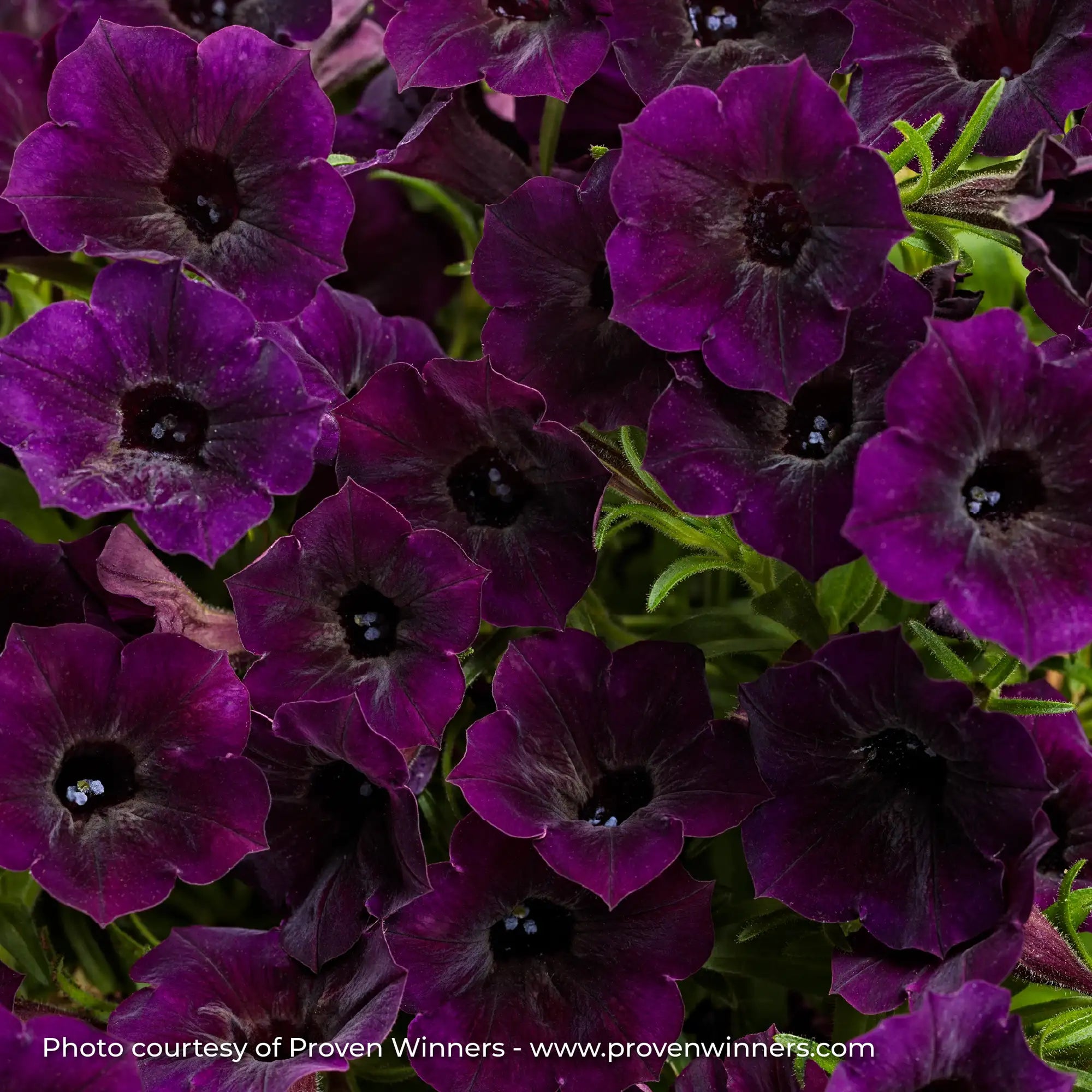 Petunia 'Supertunia Mini Vista® Midnight'