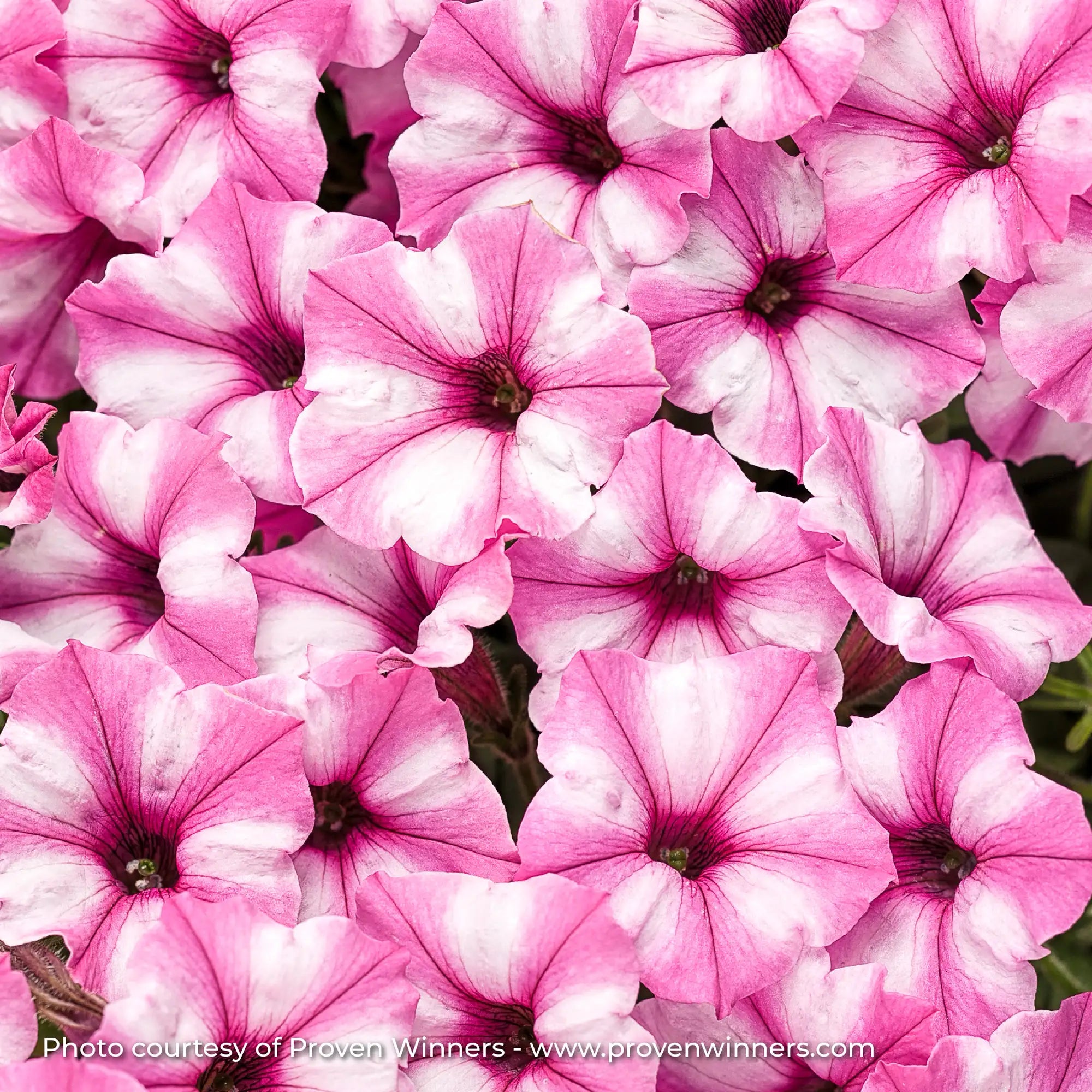 Petunia 'Supertunia Mini Vista® Pink Star'