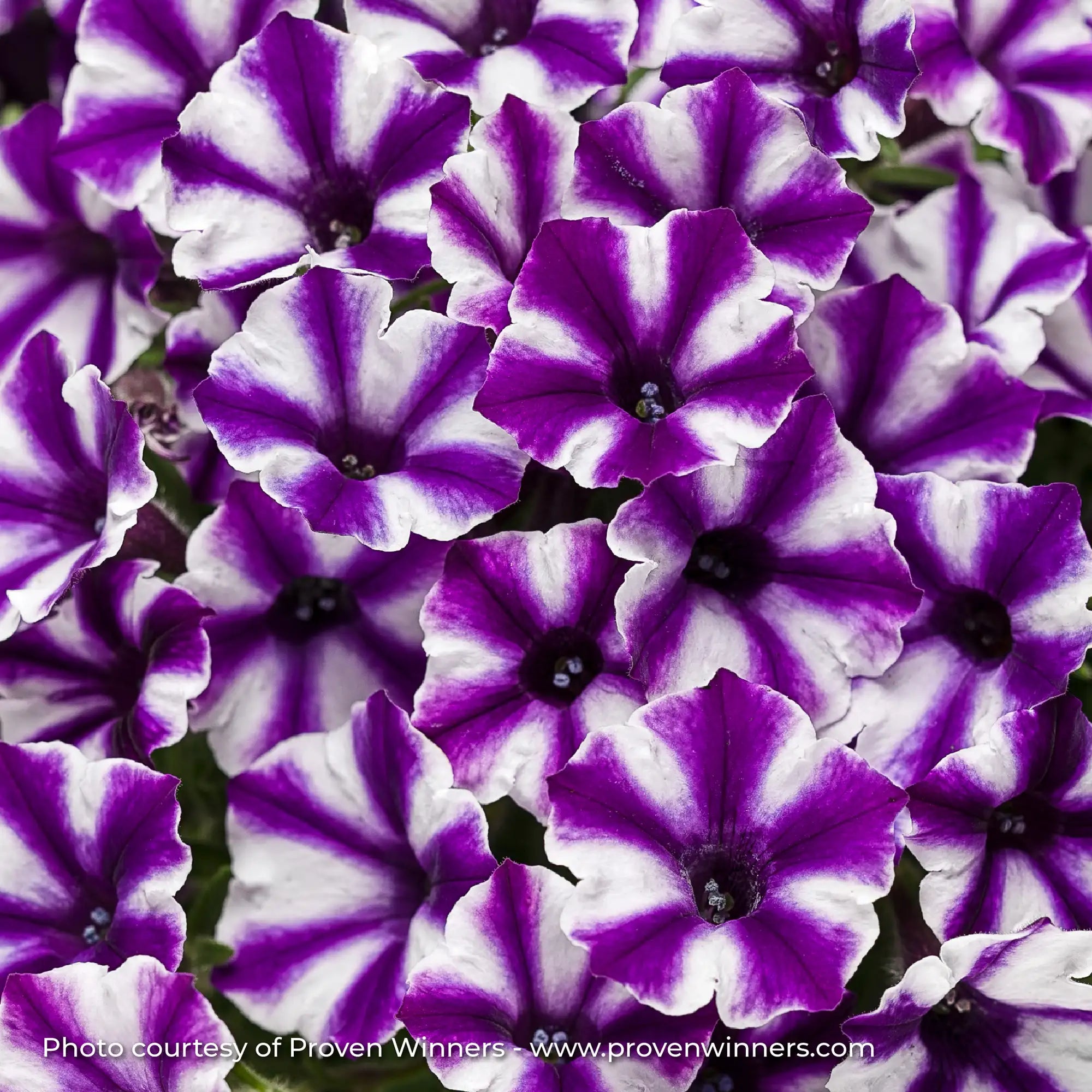 Petunia 'Supertunia Mini Vista® Violet Star'