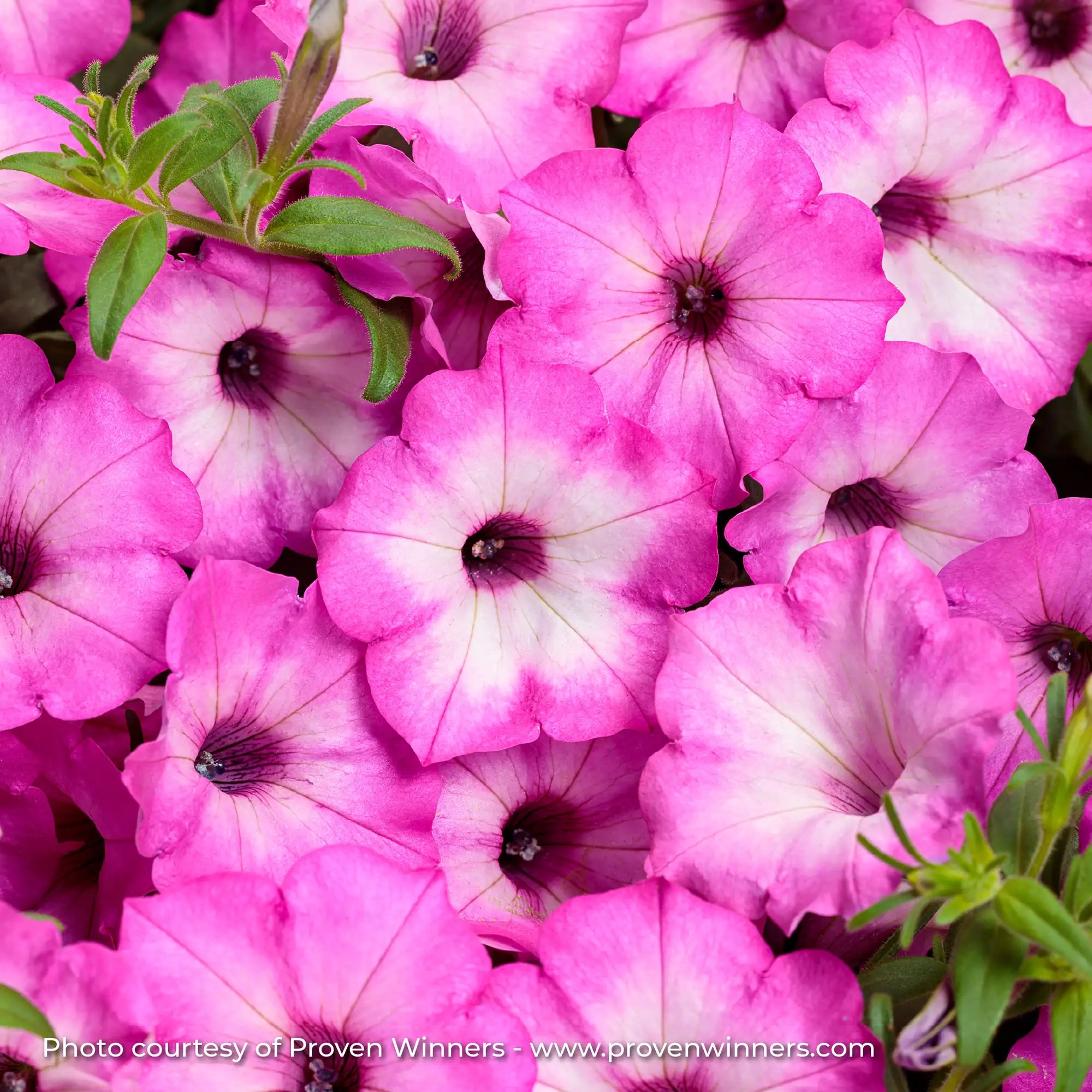 Petunia 'Supertunia® Pink Tiara™'