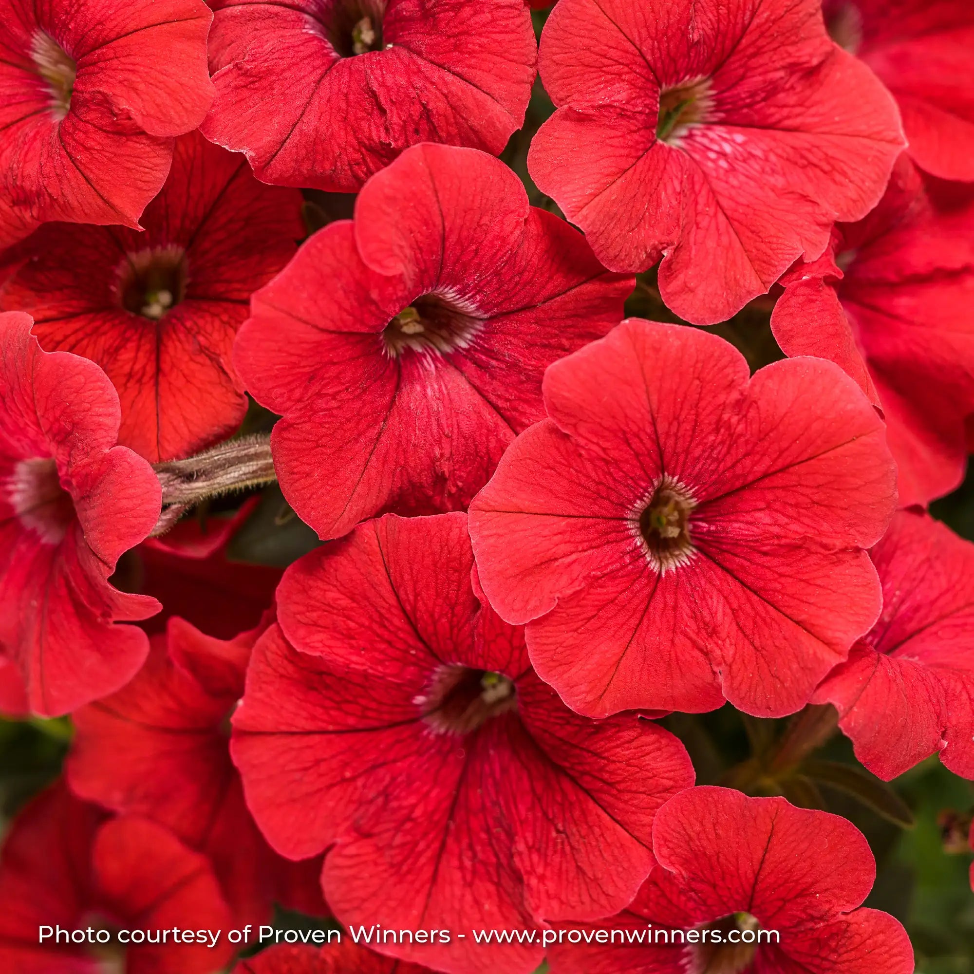 Petunia 'Supertunia® Really Red'