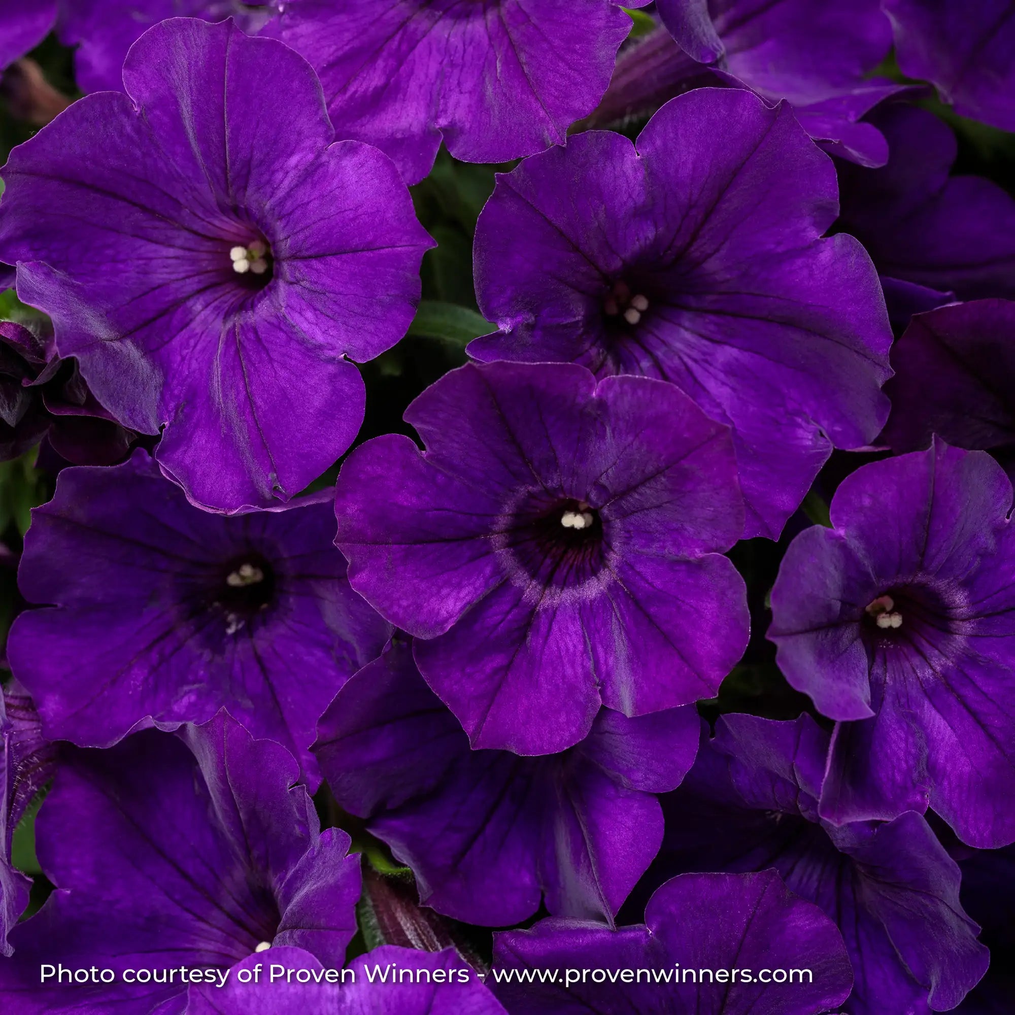 Petunia 'Supertunia® Royal Velvet®'