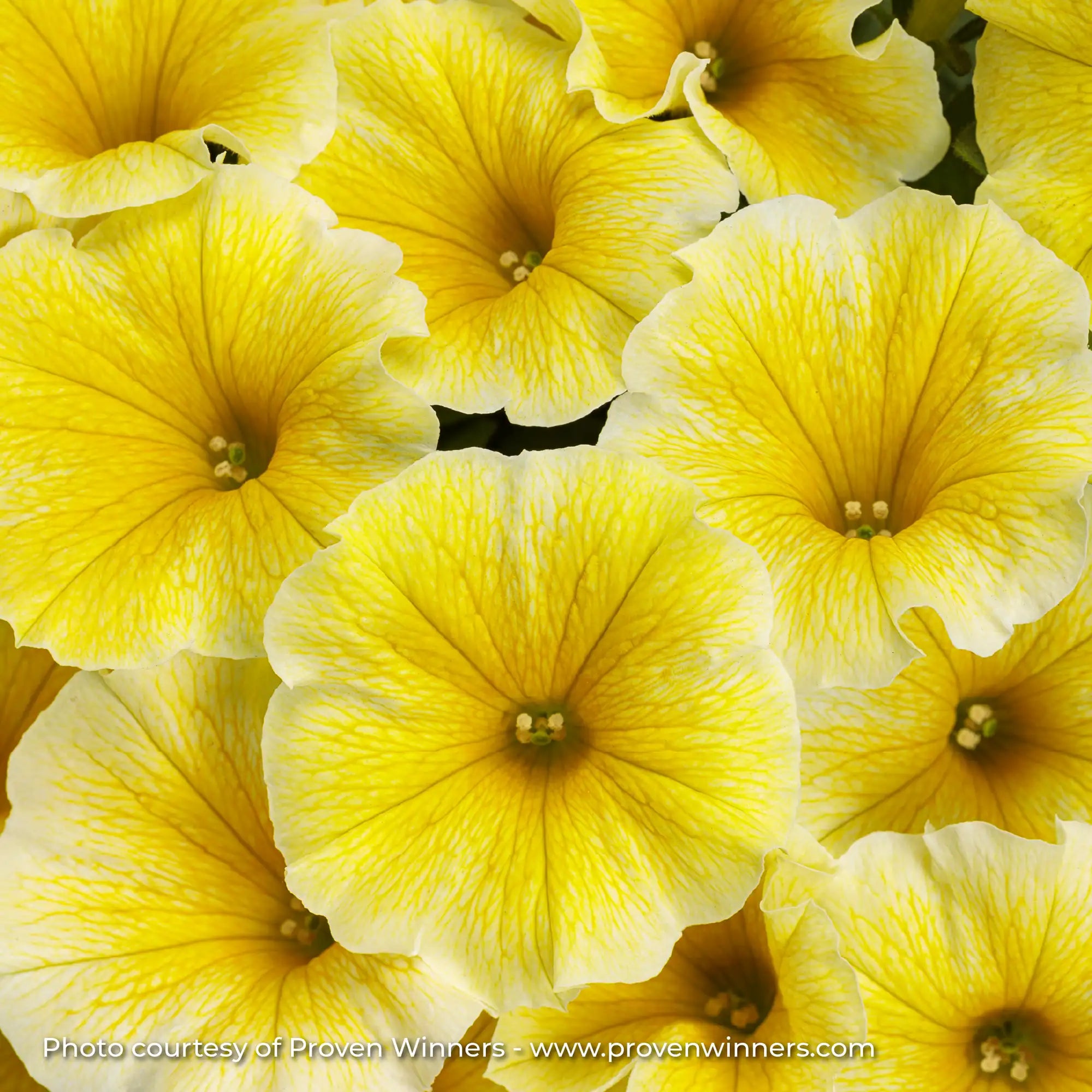 Petunia 'Supertunia® Saffron Finch™'