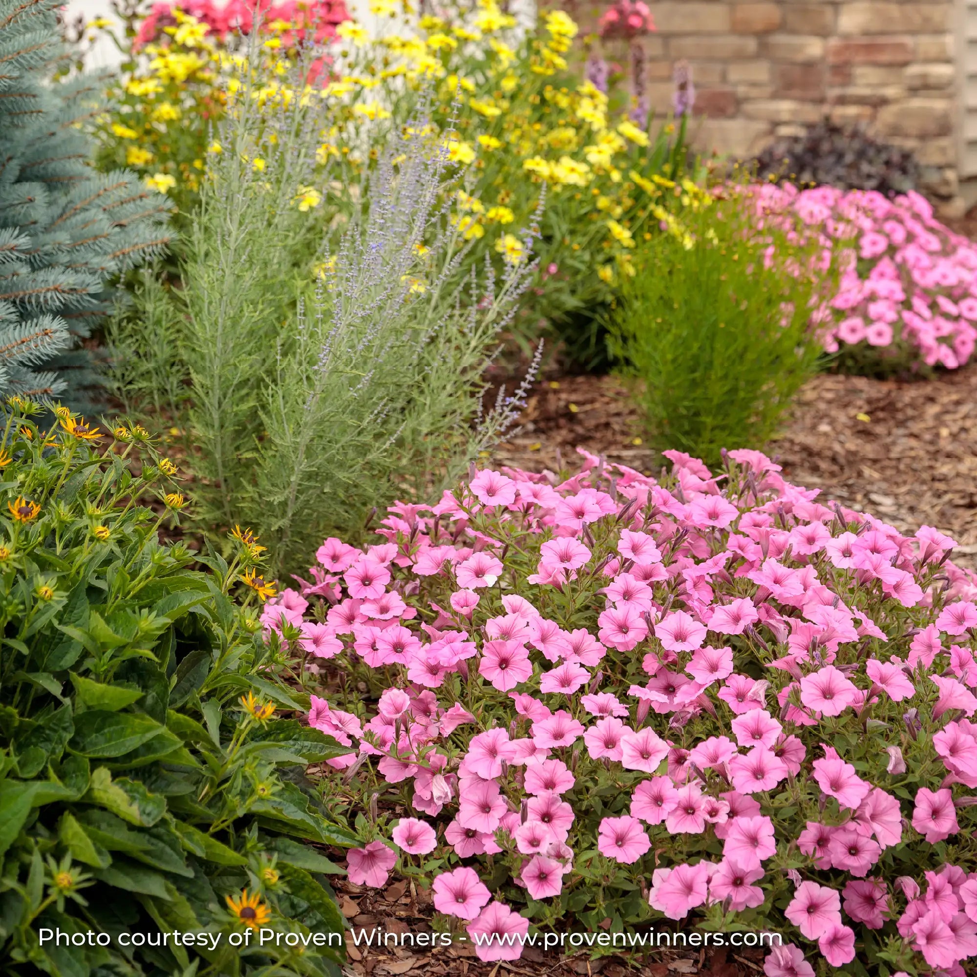 Petunia 'Supertunia Vista® Bubblegum®'