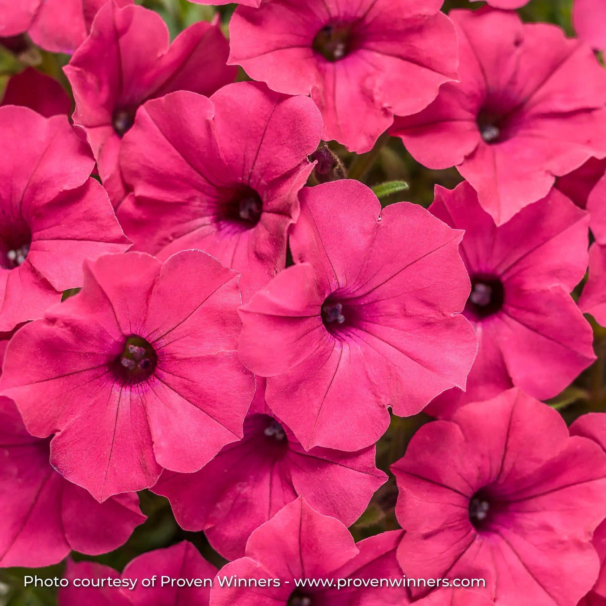 Petunia 'Supertunia Vista® Fuchsia'
