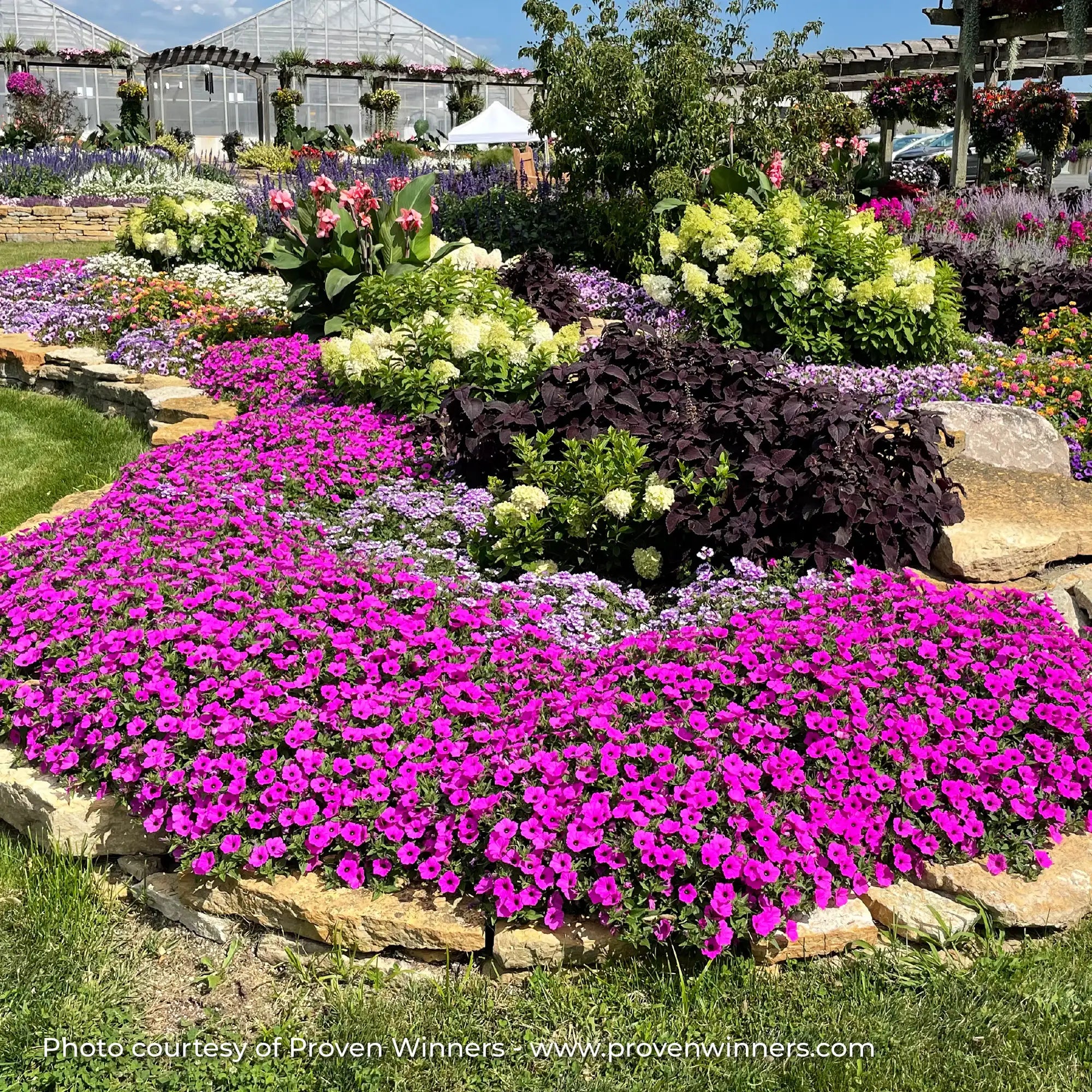 Petunia 'Supertunia Vista® Jazzberry®'
