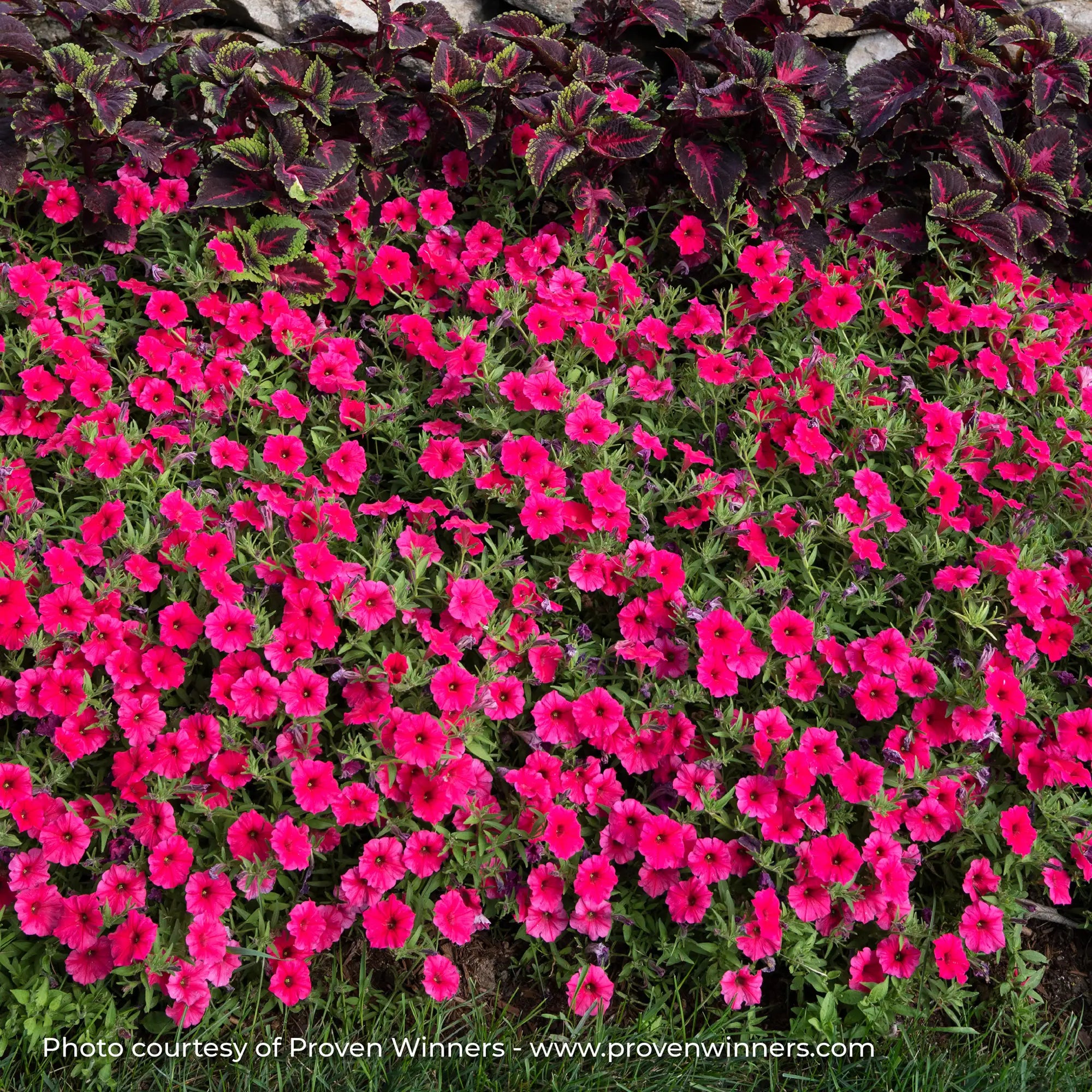 Petunia 'Supertunia Vista® Paradise'
