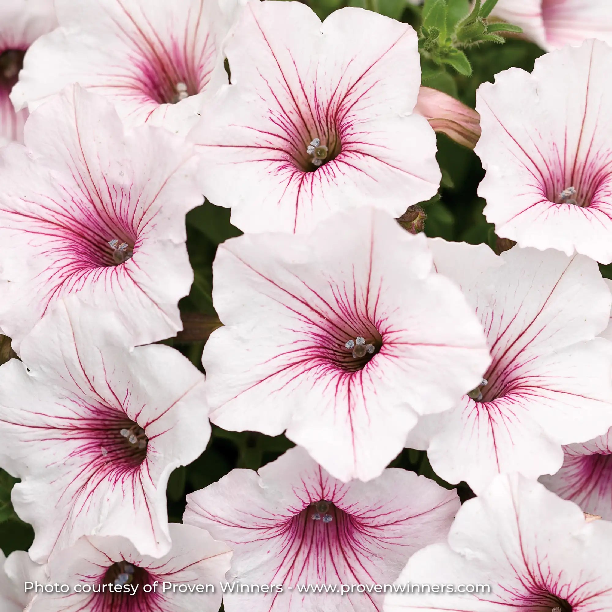 Petunia 'Supertunia Vista® Silverberry'