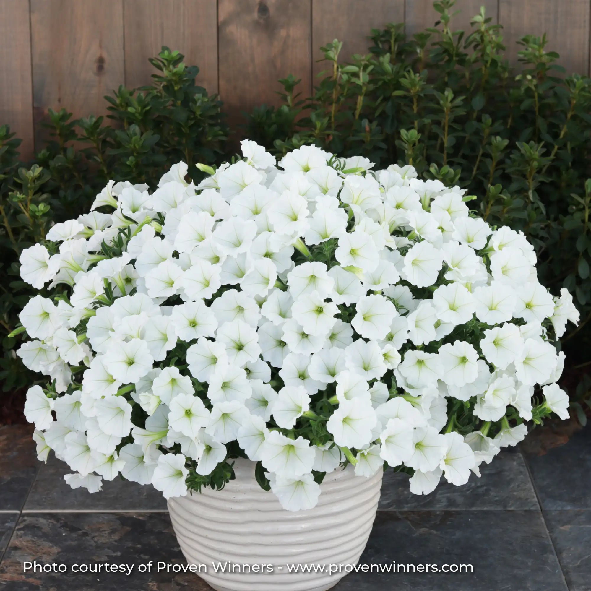 Petunia 'Supertunia Vista® Snowdrift™'
