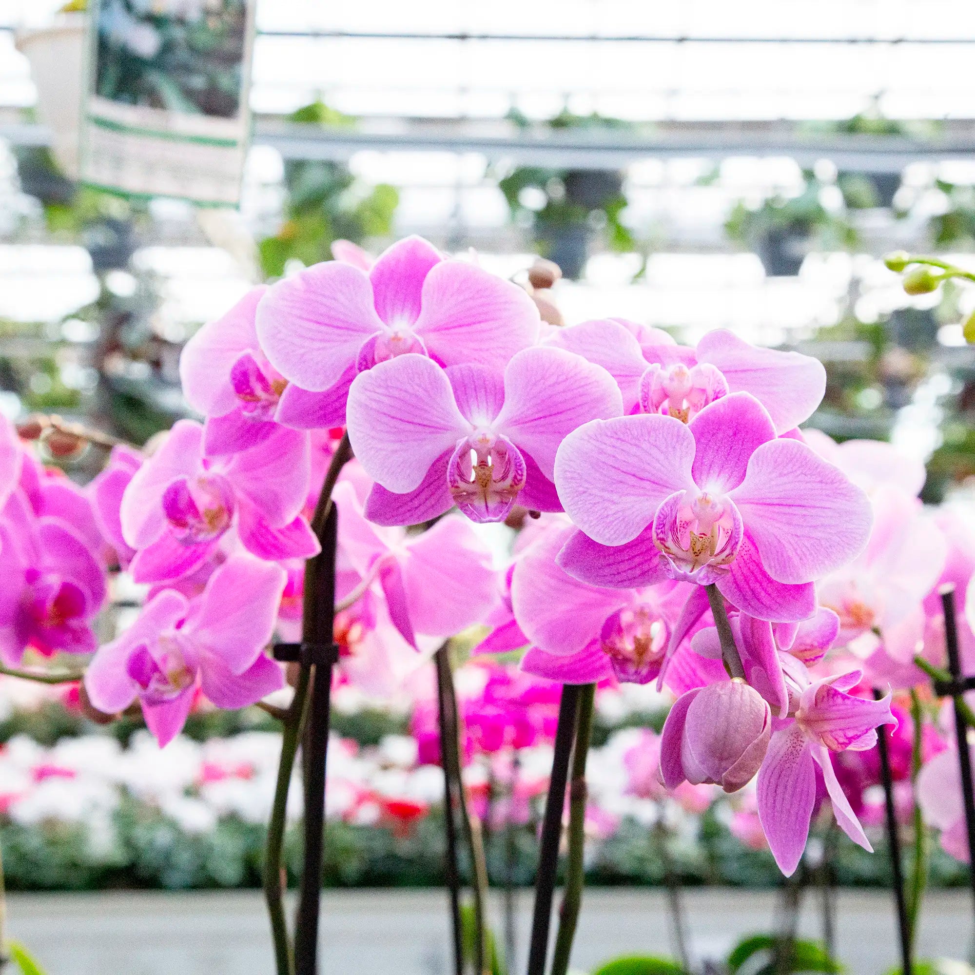 Orchid Phalaenopsis (Assorted)