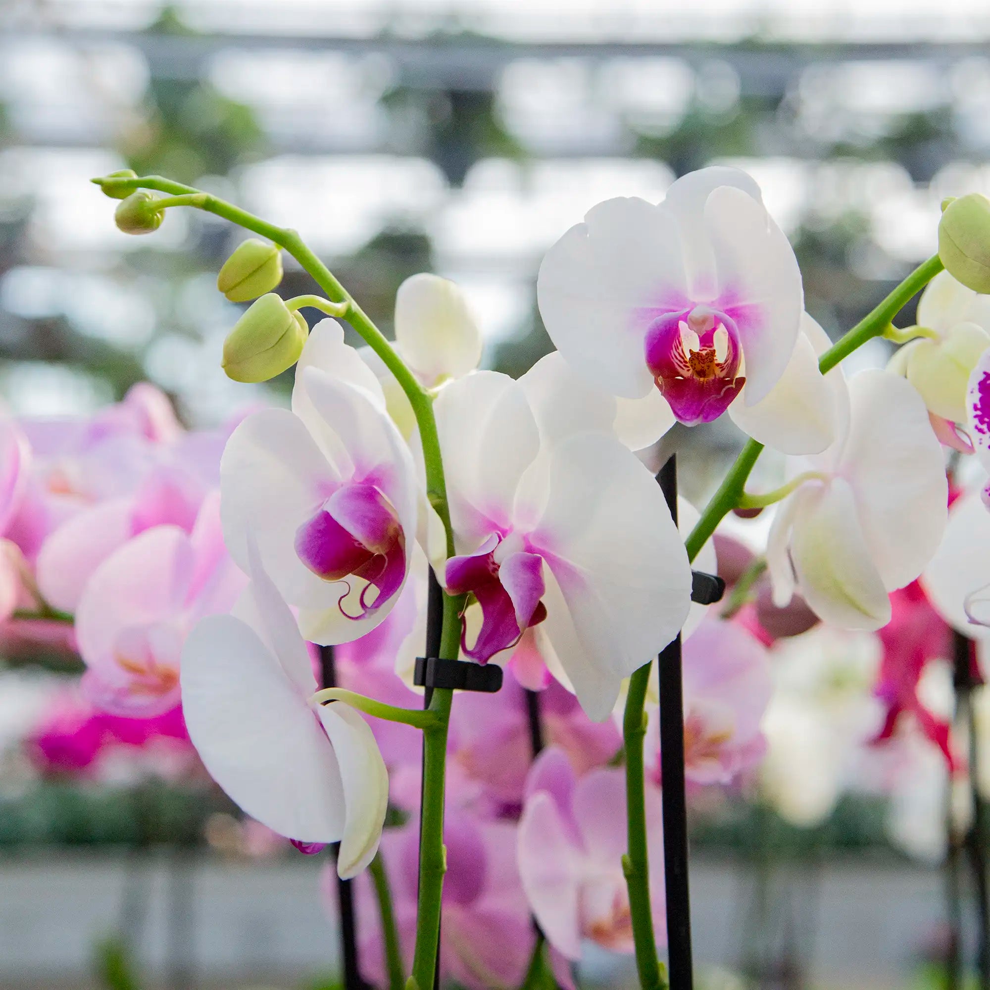 Orchid Phalaenopsis (Assorted)