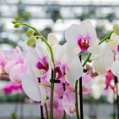 Orchid Phalaenopsis (Assorted)