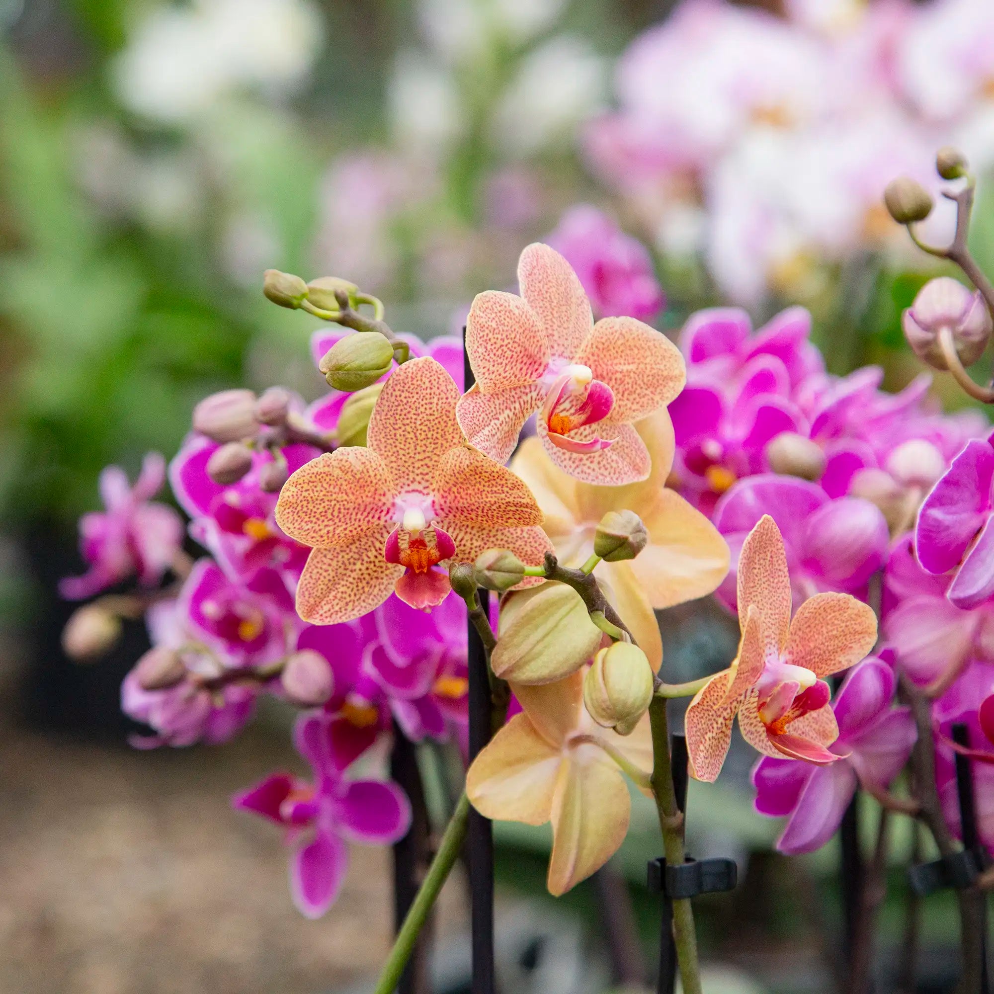 Orchid Phalaenopsis (Assorted)