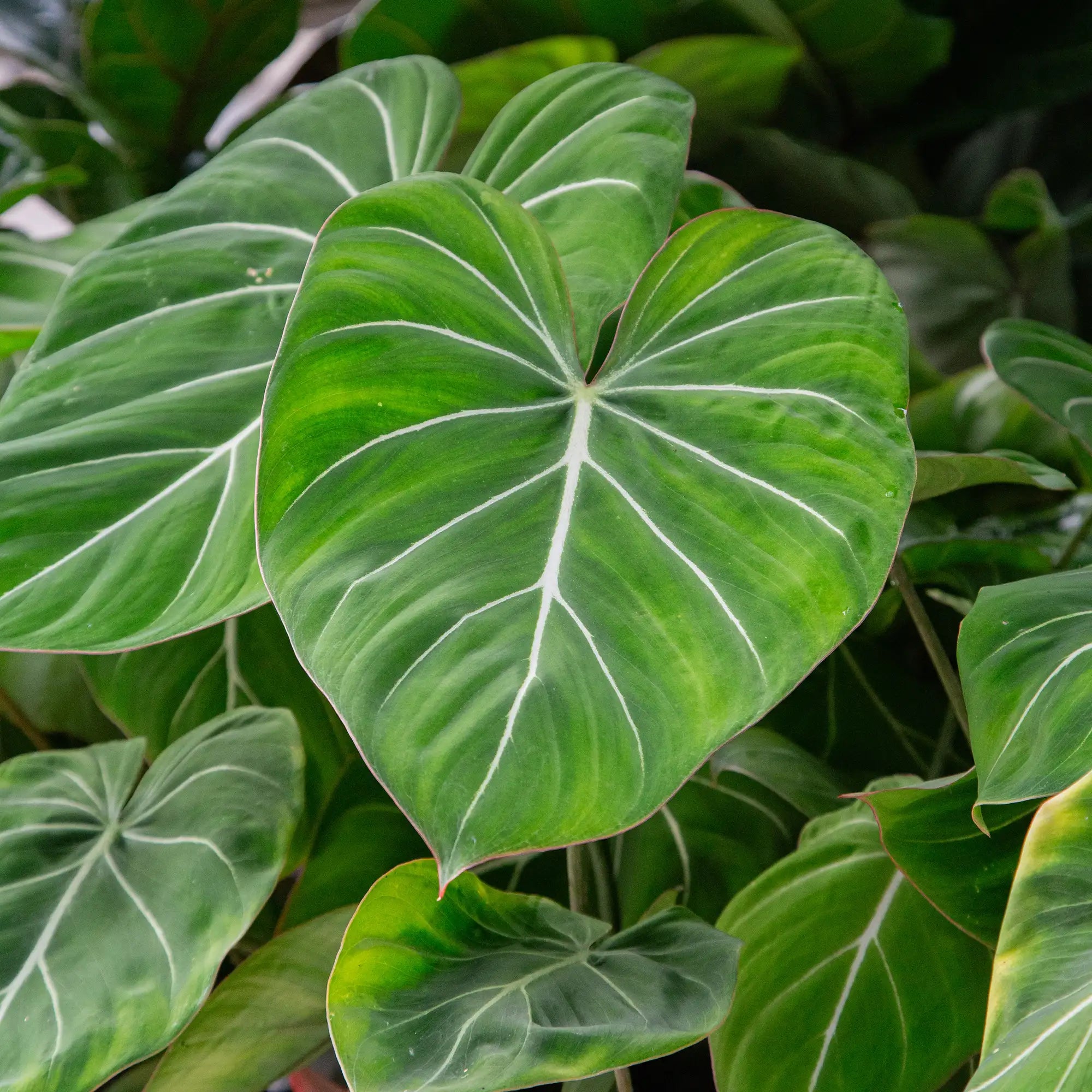 Philodendron 'Gloriosum'