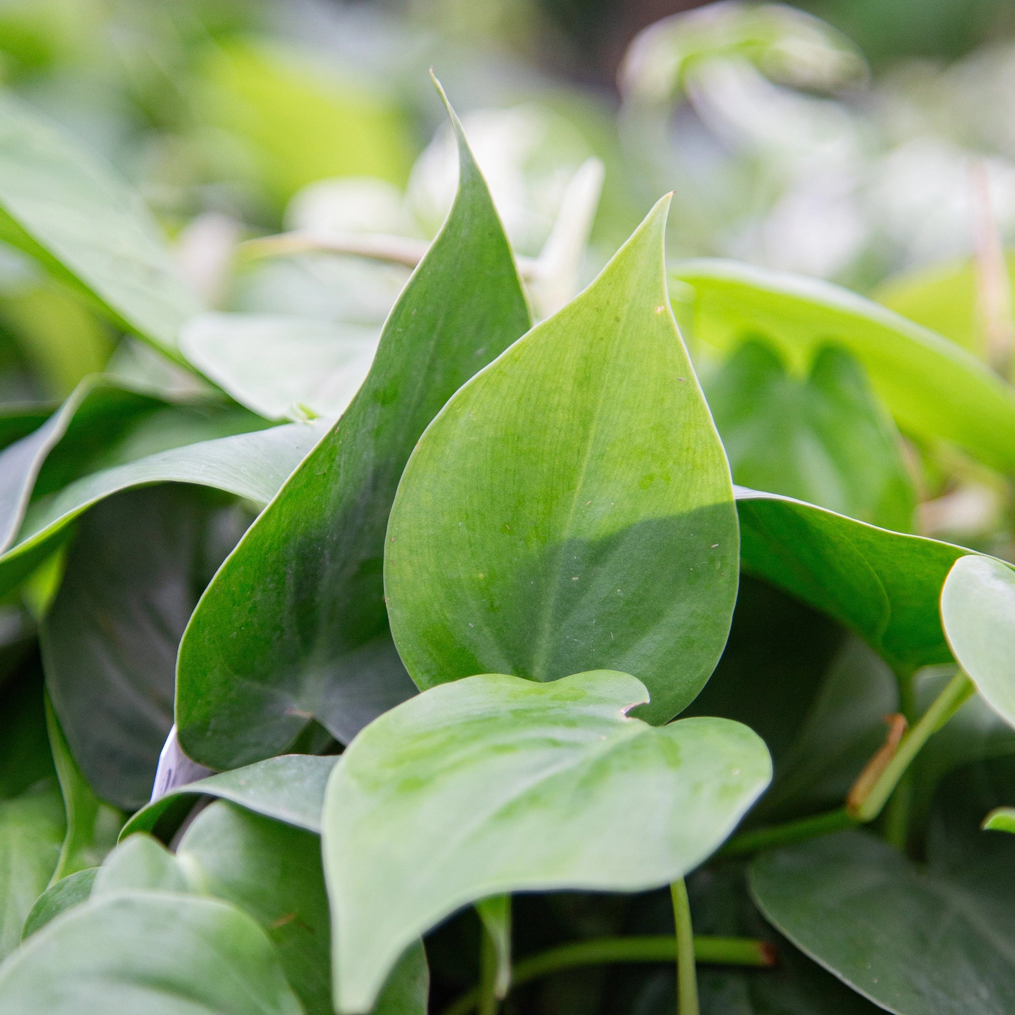 Philodendron Heartleaf 'Green'