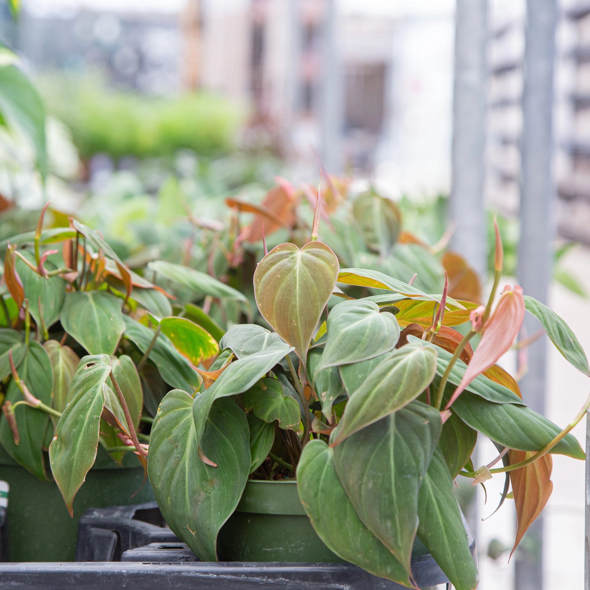 Philodendron 'Micans'