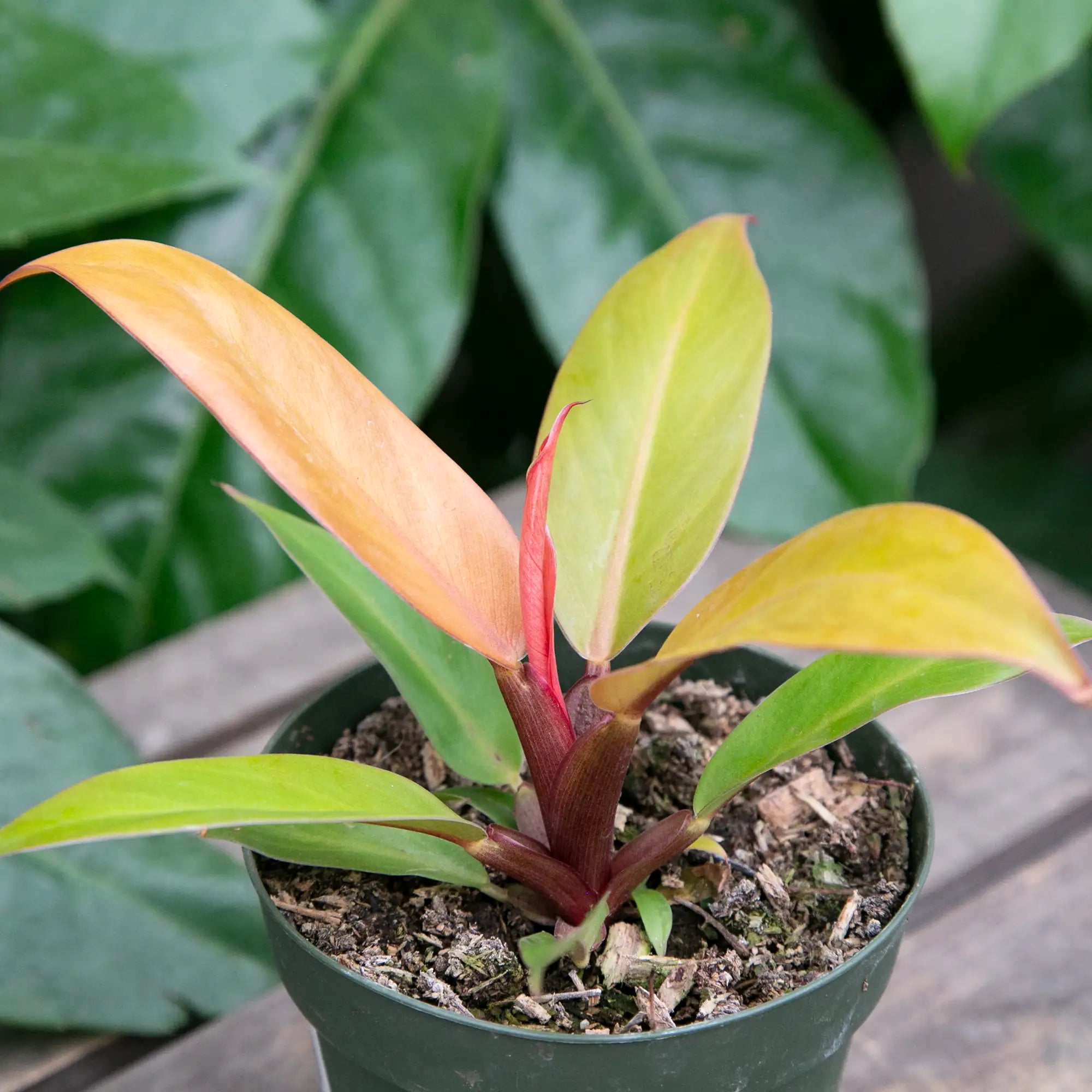 Philodendron 'Prince of Orange'