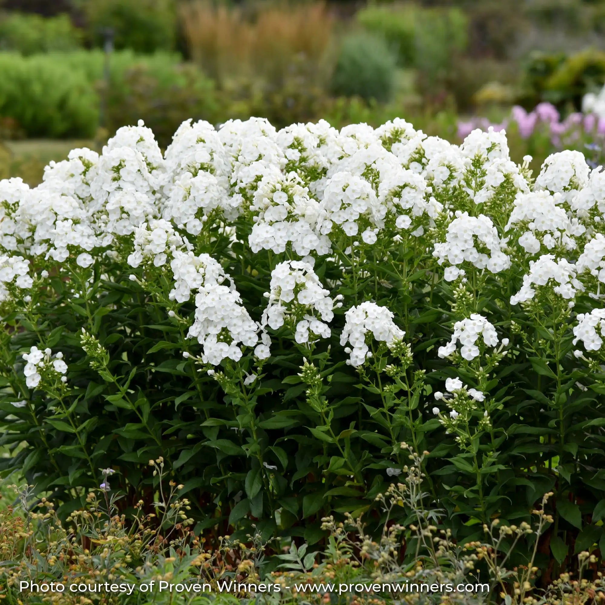 Phlox Garden Luminary® 'Backlight'