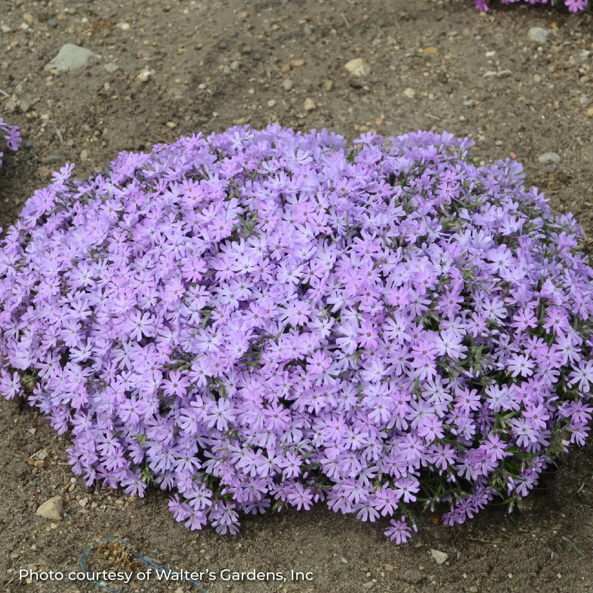Phlox Creeping 'Bedazzled Lavender'