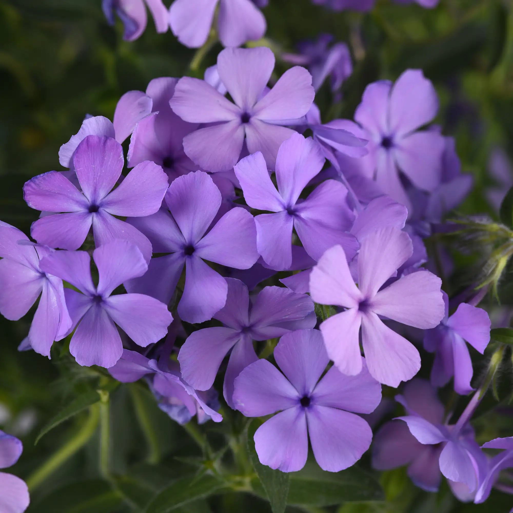 Phlox Mounding Candy Cloud™ 'Blue'