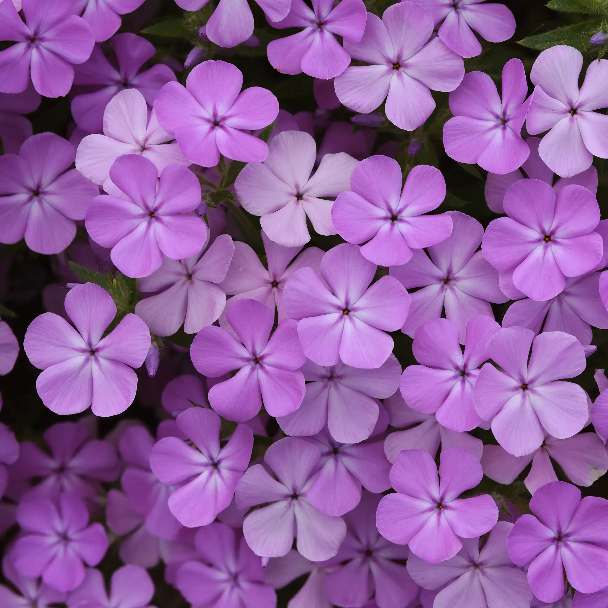 Phlox Mounding Candy Cloud™ 'Lavender'