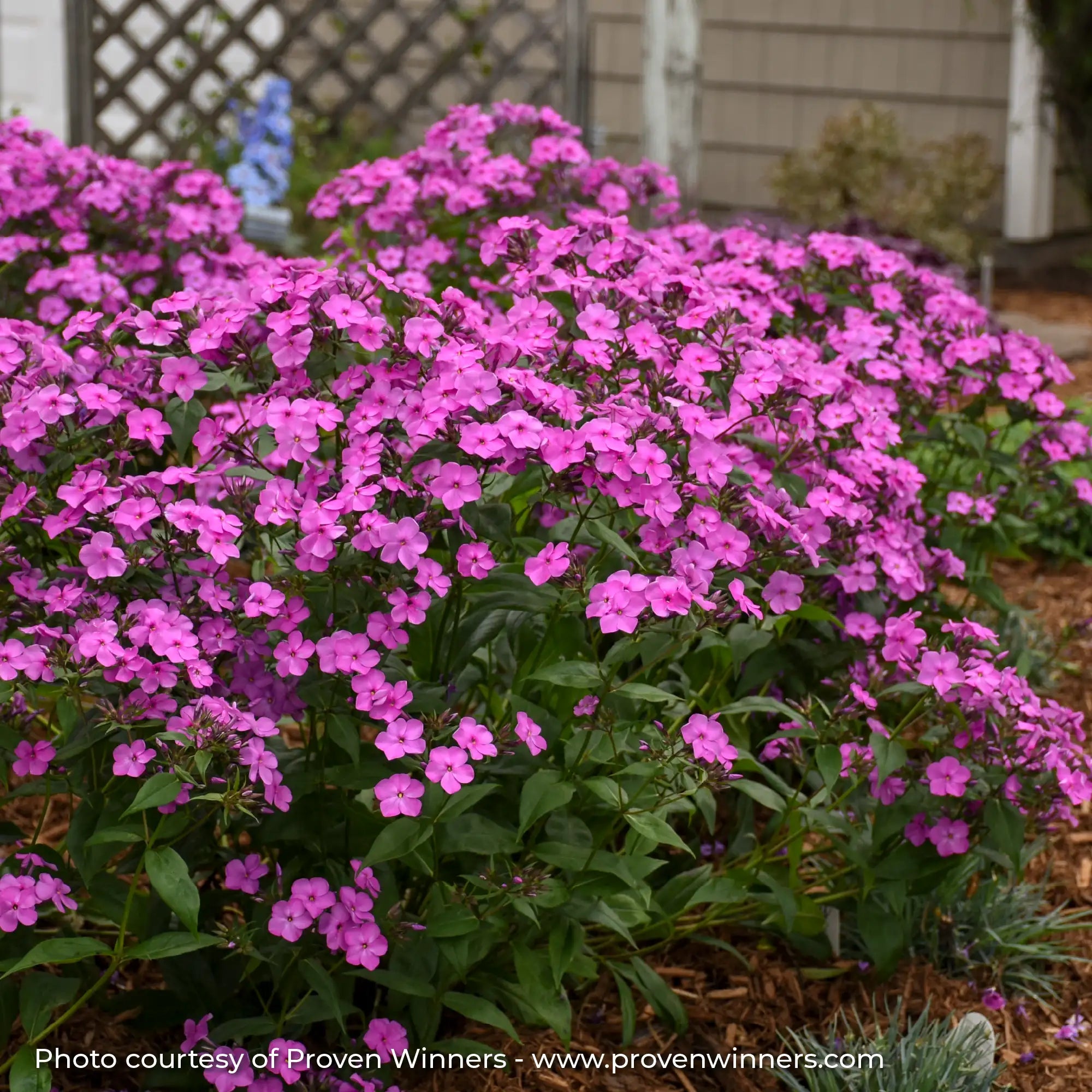 Phlox Garden 'Cloudburst'