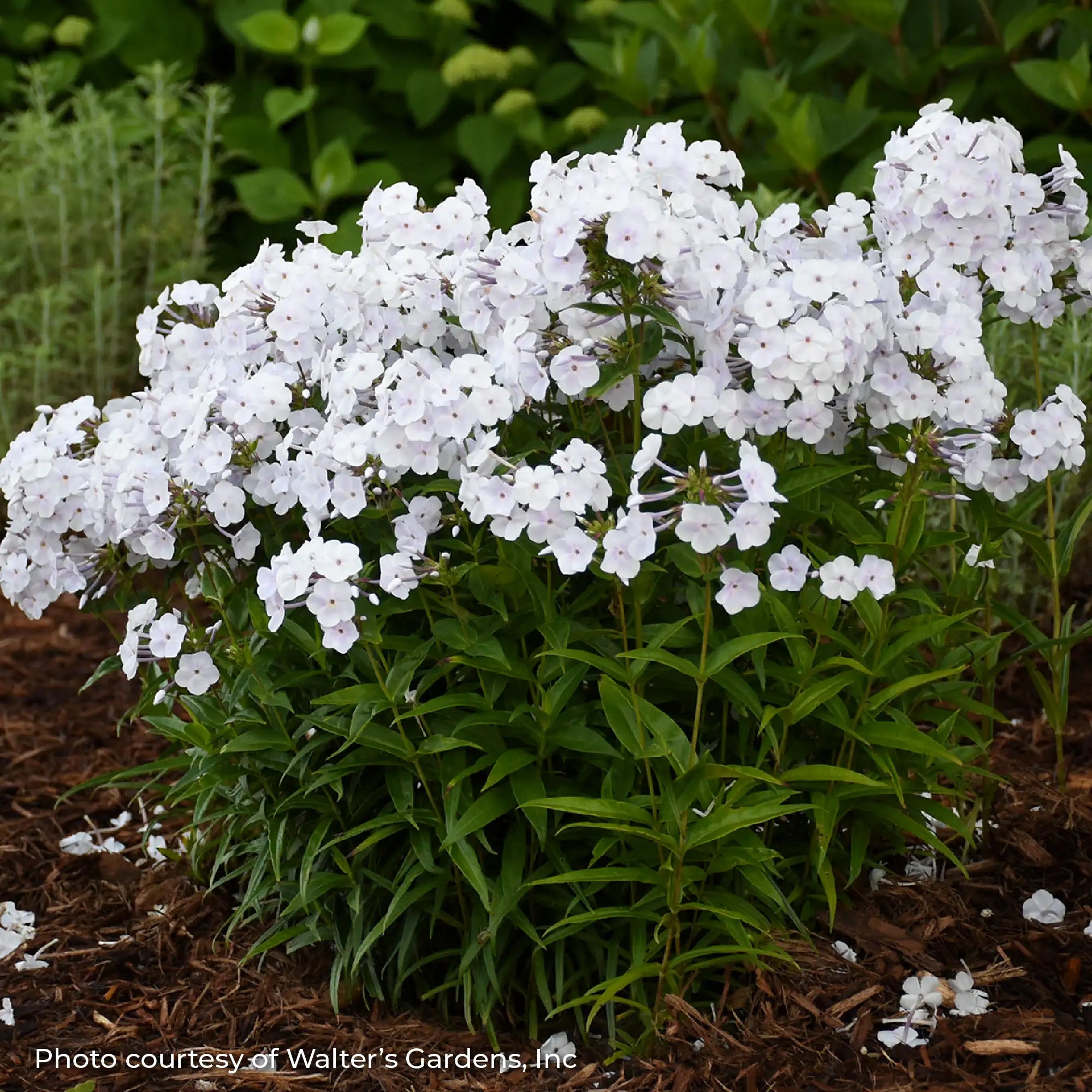 Phlox Garden 'Fashionably Early Crystal'
