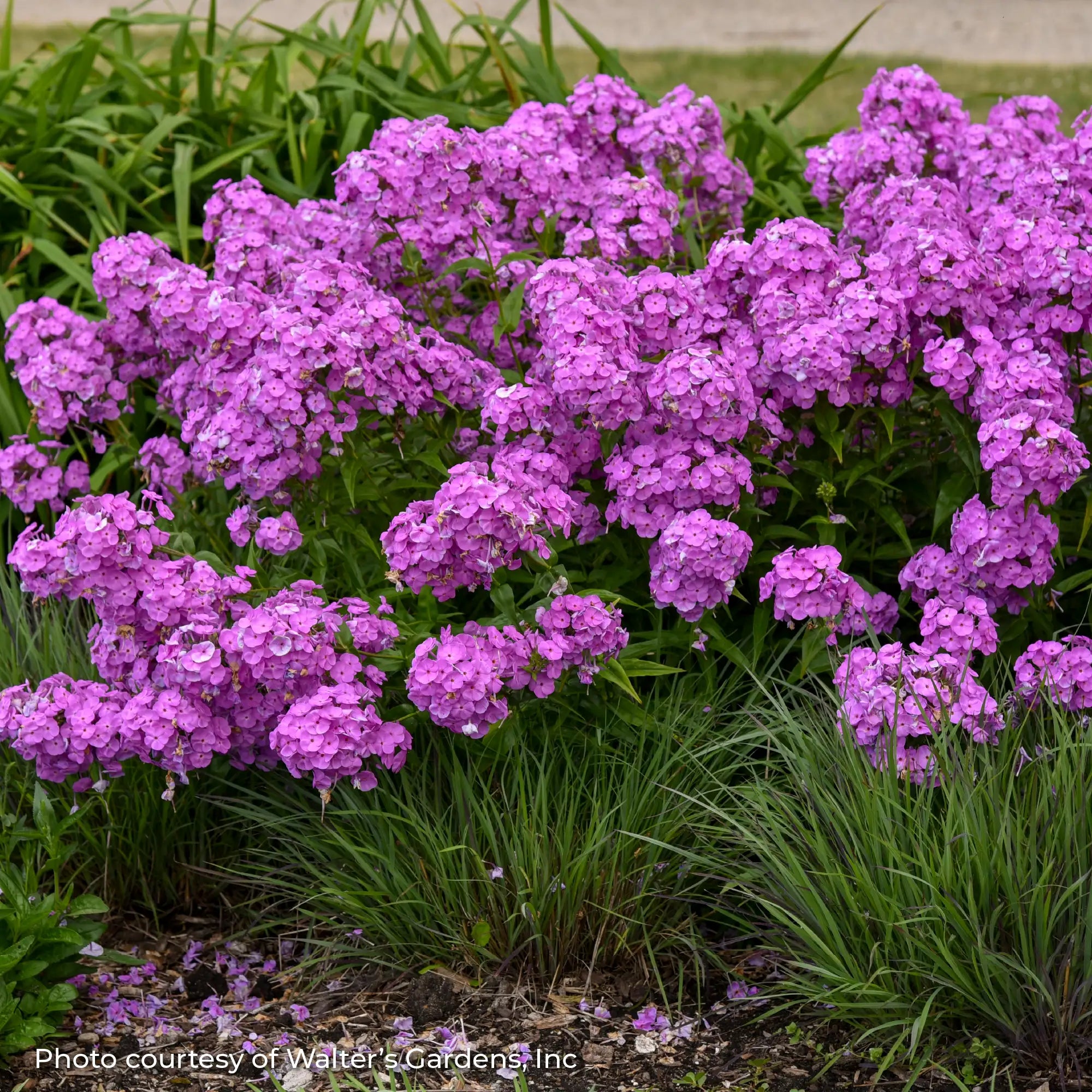 Phlox Garden 'Fashionably Early Flamingo'