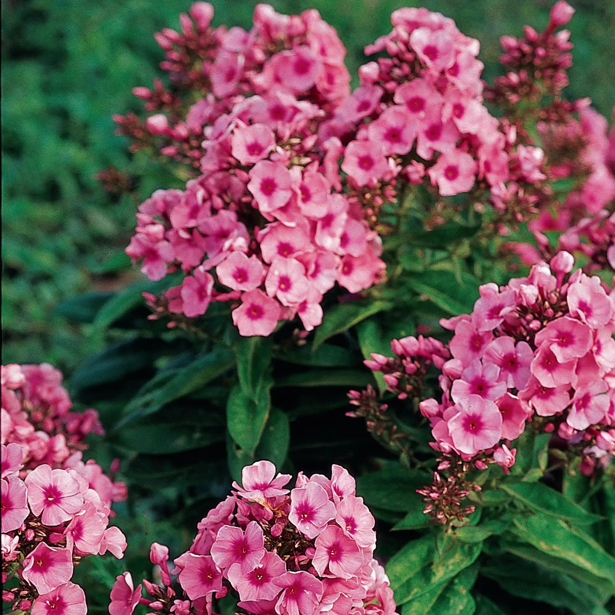 Phlox Garden Flame™ 'Light Pink'