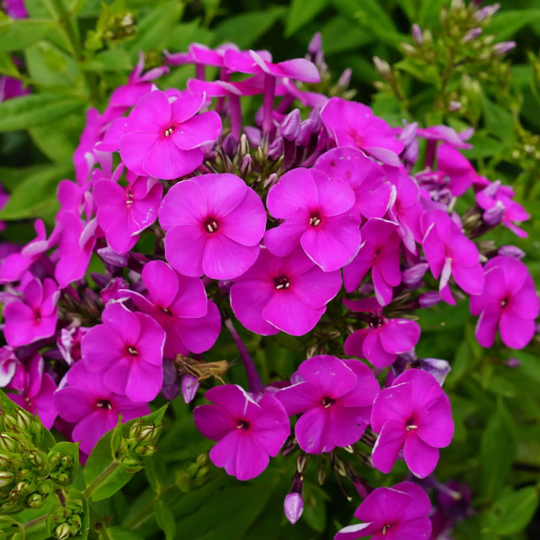 Phlox Garden 'Ka-Pow® Purple'