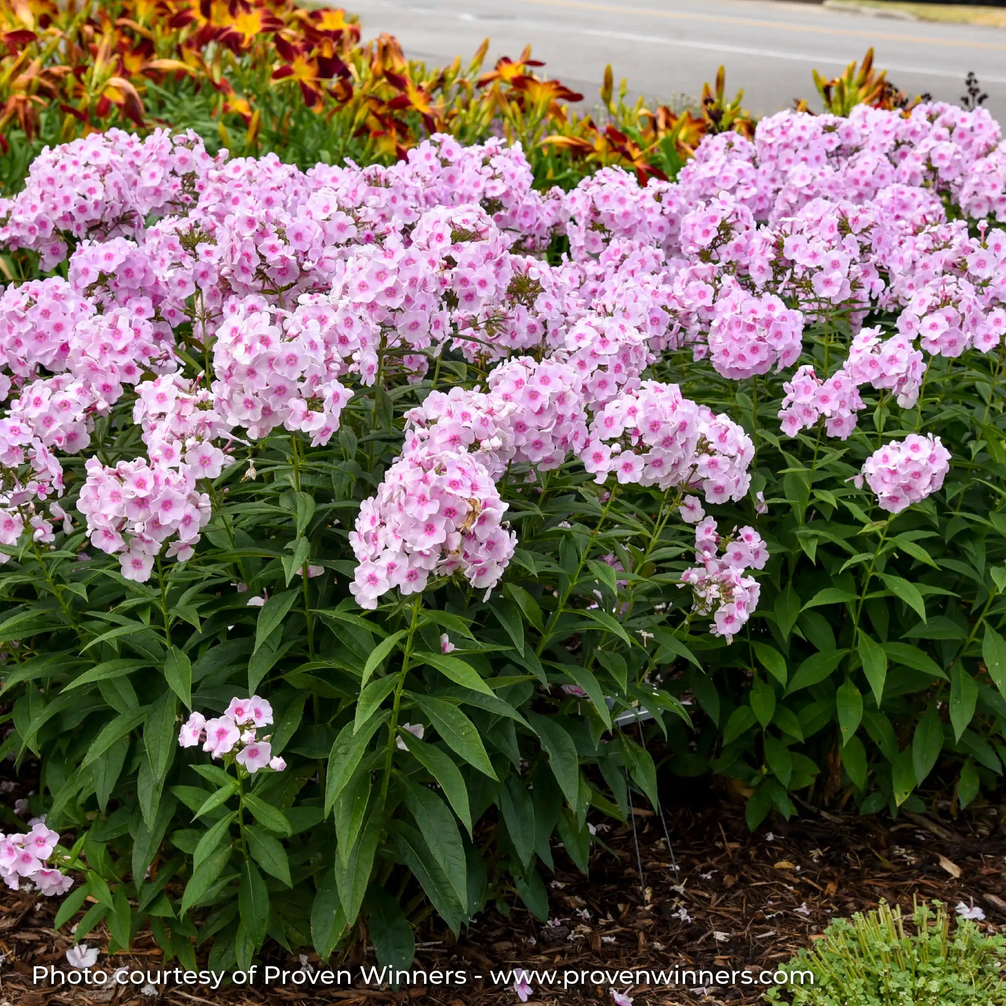 Phlox Garden Luminary® 'Opalescence'