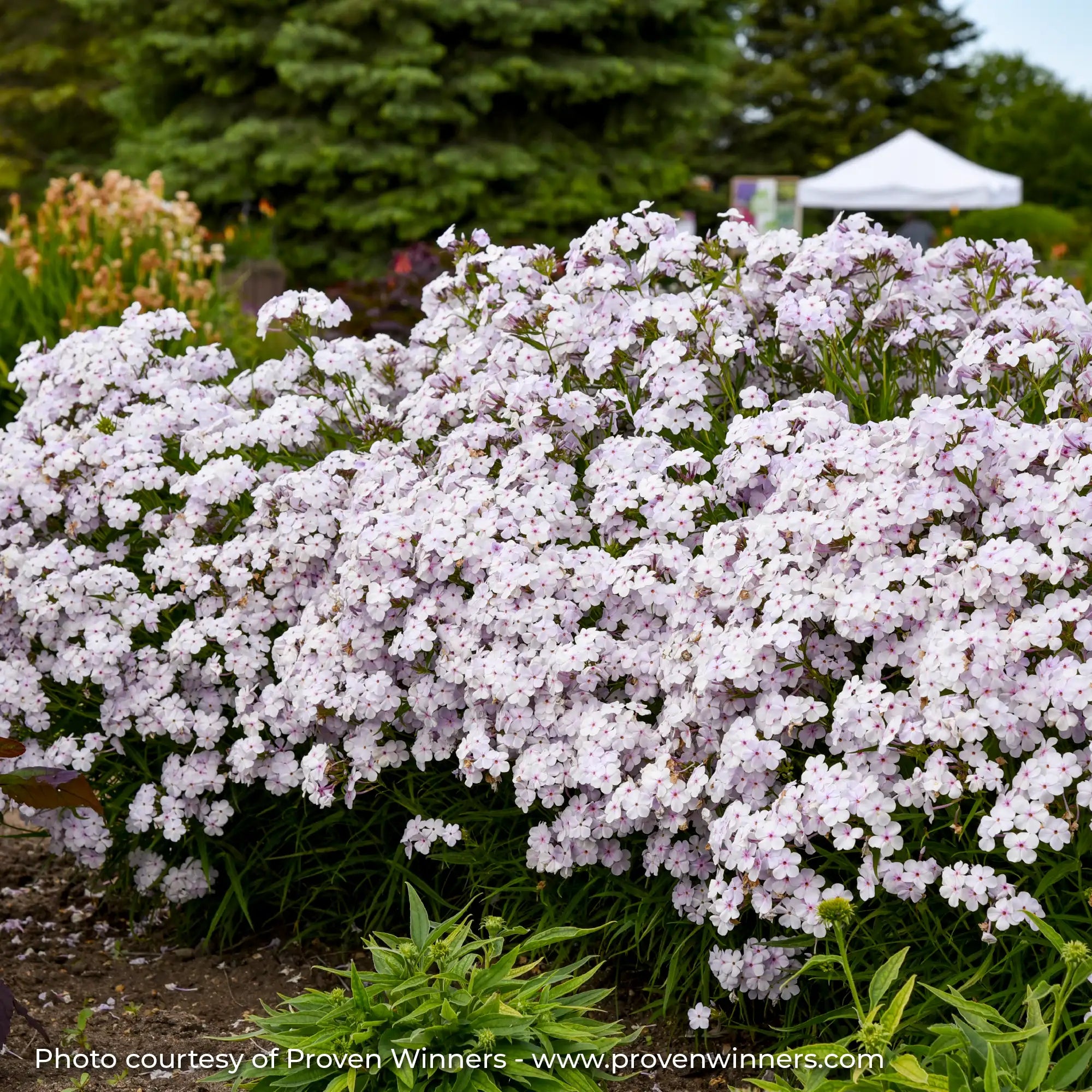 Phlox Garden 'Opening Act Pink-a-Dot'