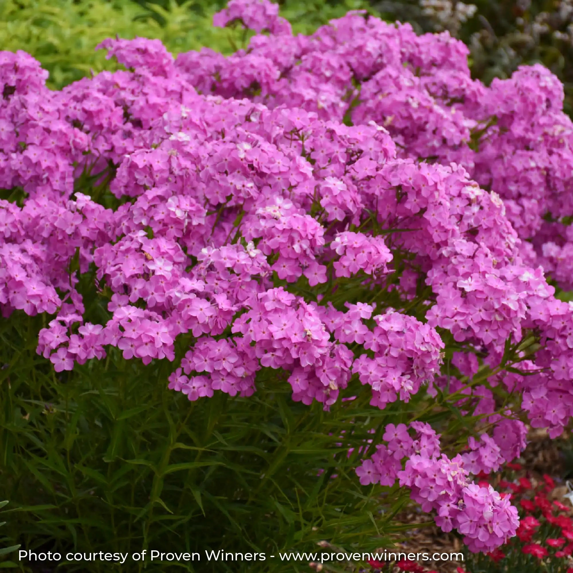Phlox Garden 'Opening Act Ultrapink'